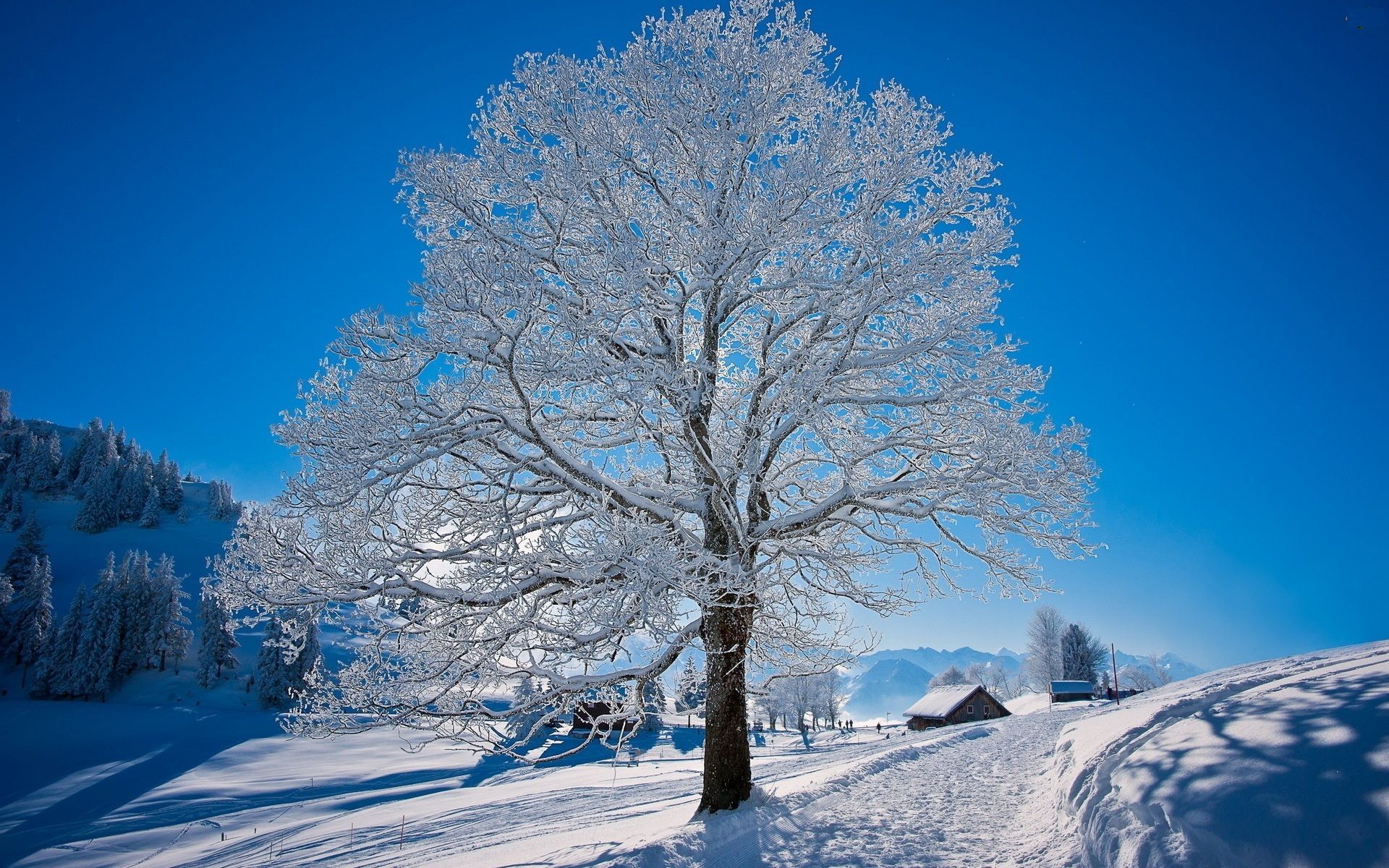 Frozen Tree Wide Desktop Background wallpaper HD free. Winter trees, Desktop picture, Desktop wallpaper background