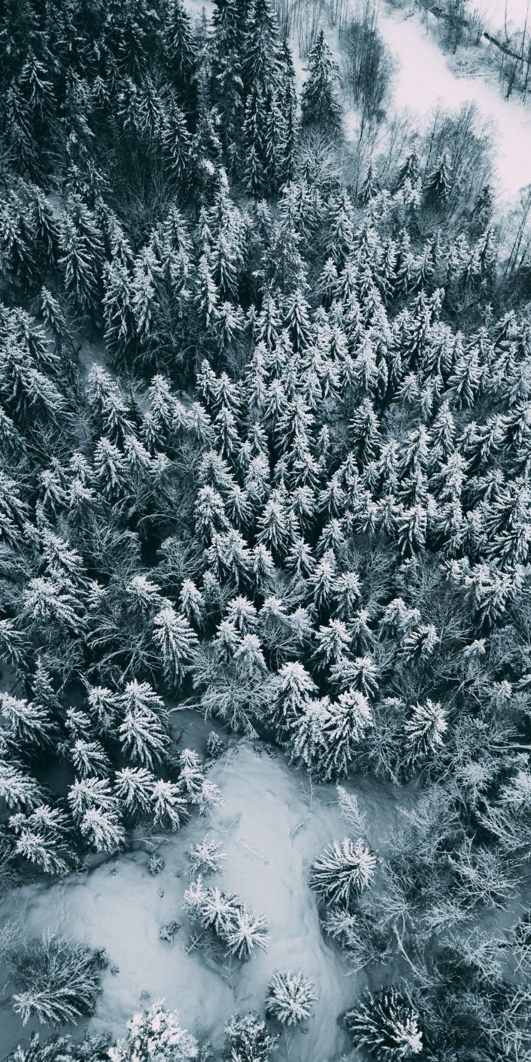 Snowy Pine Trees iPhone Wallpaper