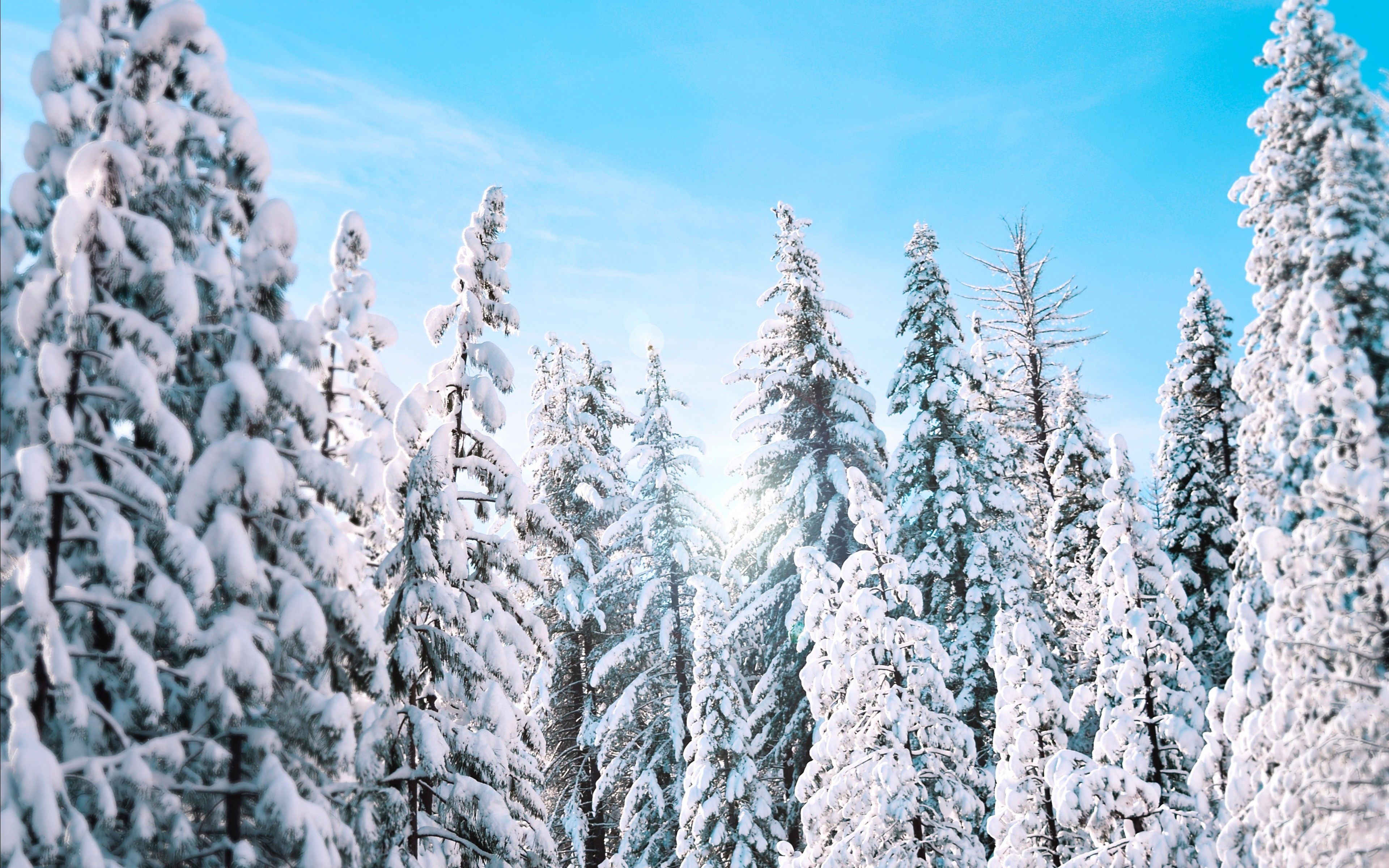 Sunny Winter Pine Trees 4K Wallpaper