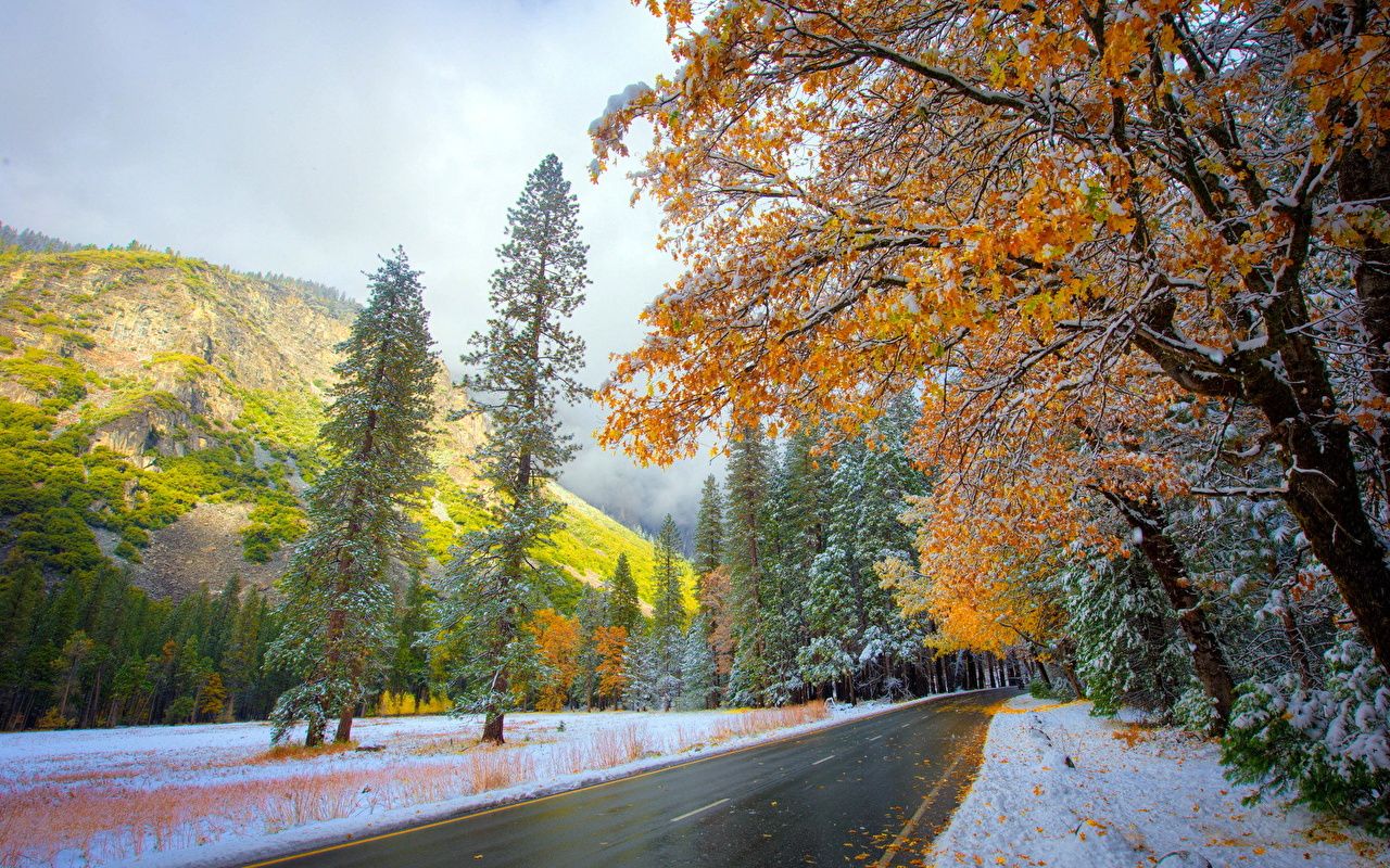 Picture Winter Nature Roads Trees