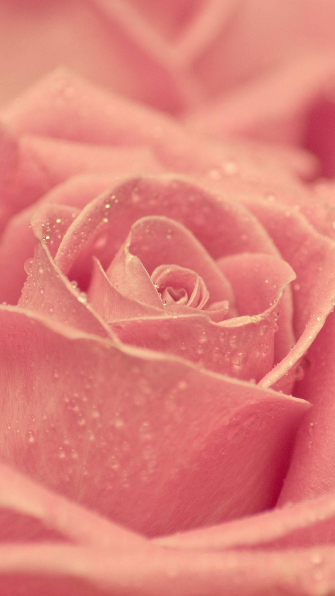 Pink Macro Rose. Valentines wallpaper, Valentines wallpaper iphone, Rose gold wallpaper