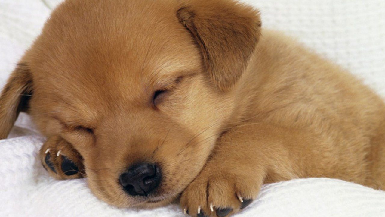 Cute Animals Wallpaper