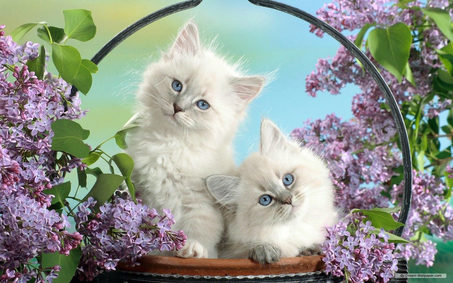 Cute Animal Wallpaper Free Download Cats Background