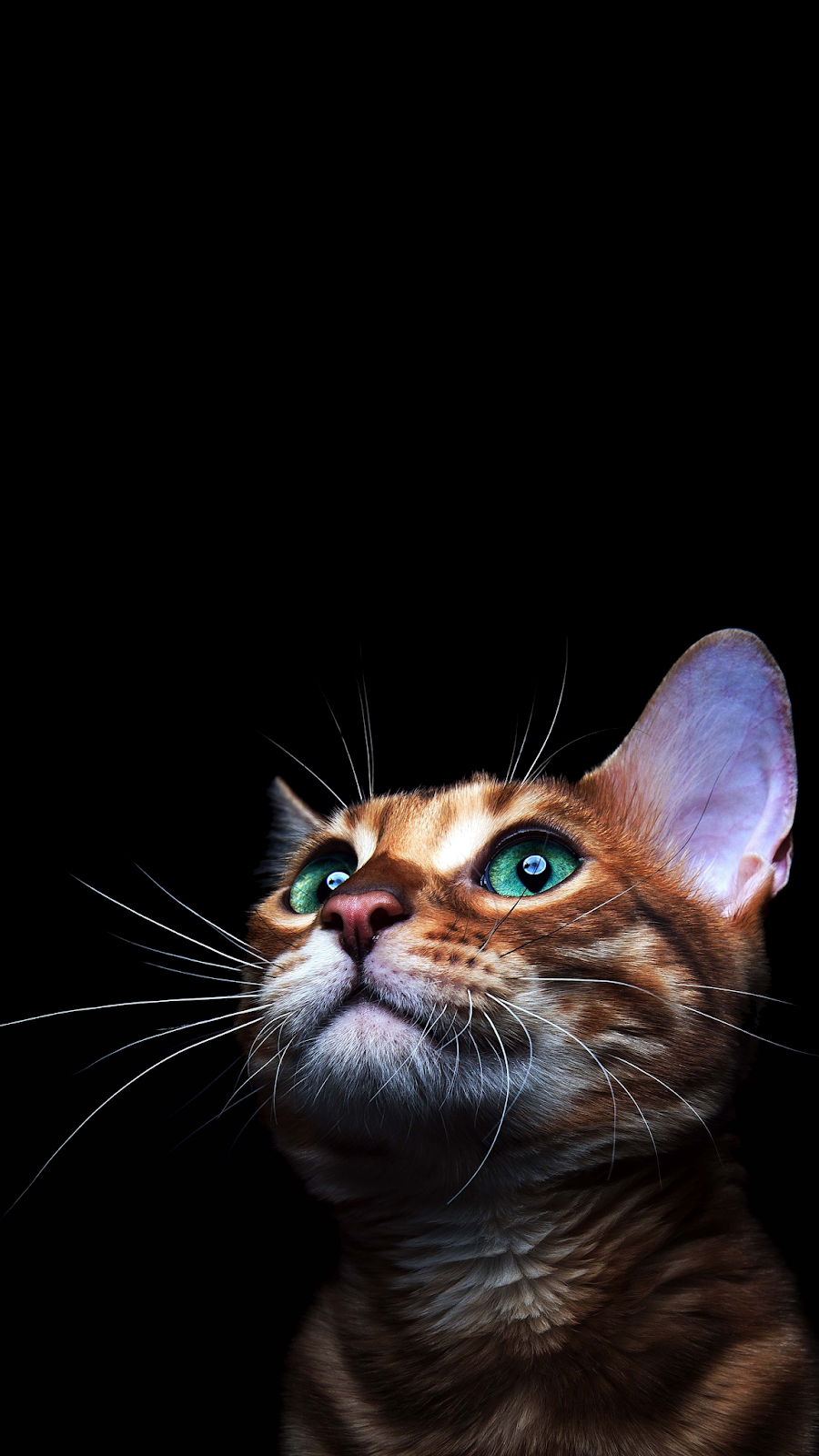 4K CAT AMOLED PHONE WALLPAPER. Ilustrasi karakter, Kucing cantik, Hewan