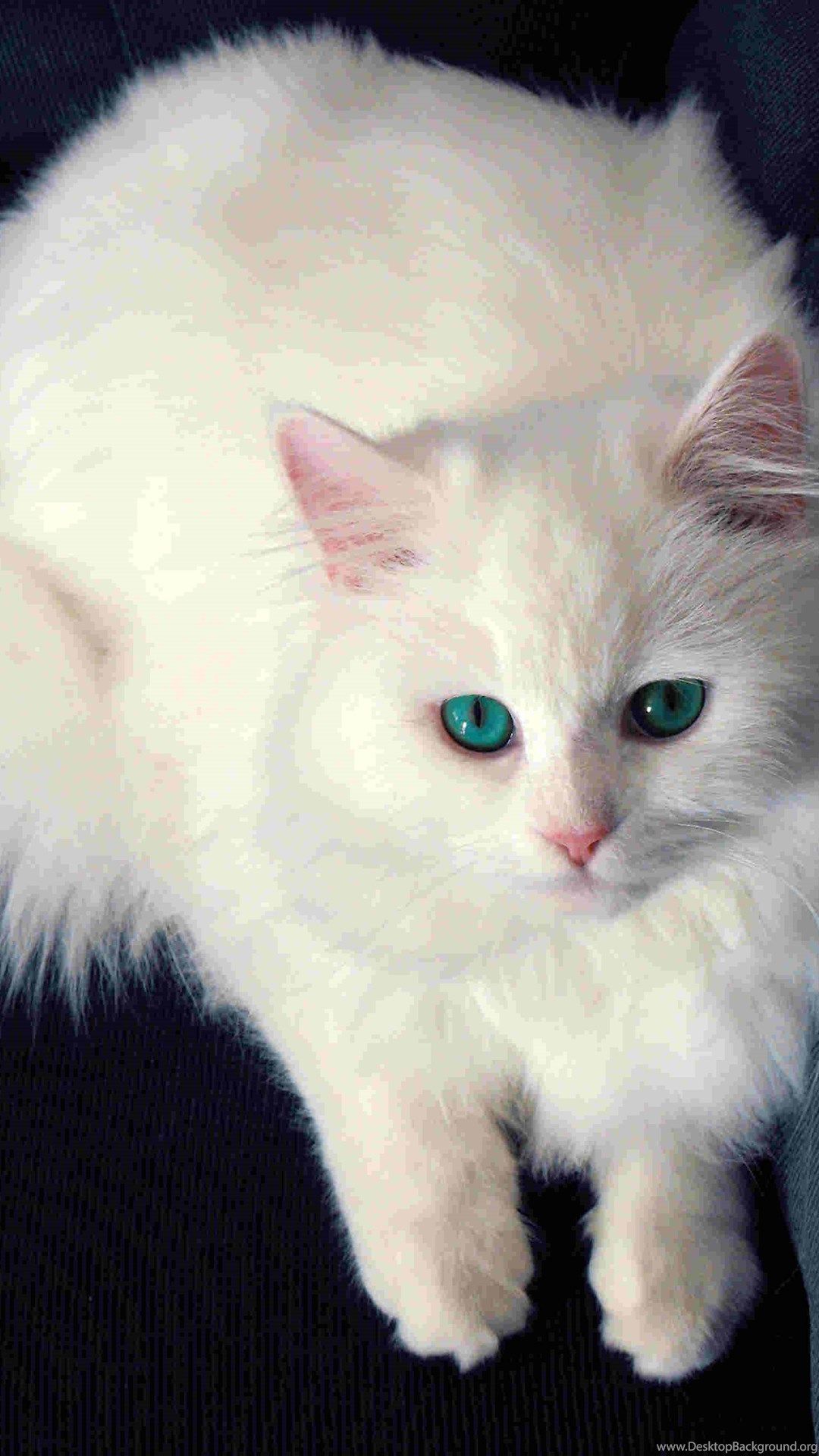 Mobile White Cat Wallpaper Desktop Background