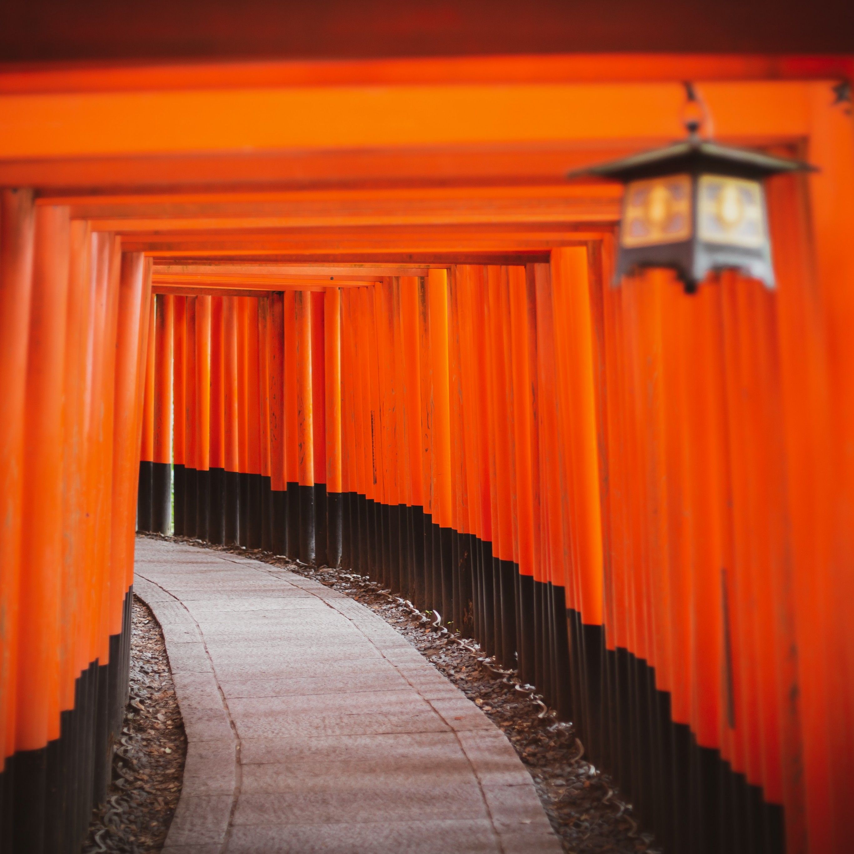 Shinto Shrine 4K Wallpaper, Tokyo, Japan, Torii Pass, Orange, Pattern, Pathway, Temple, Worship, 5K, World