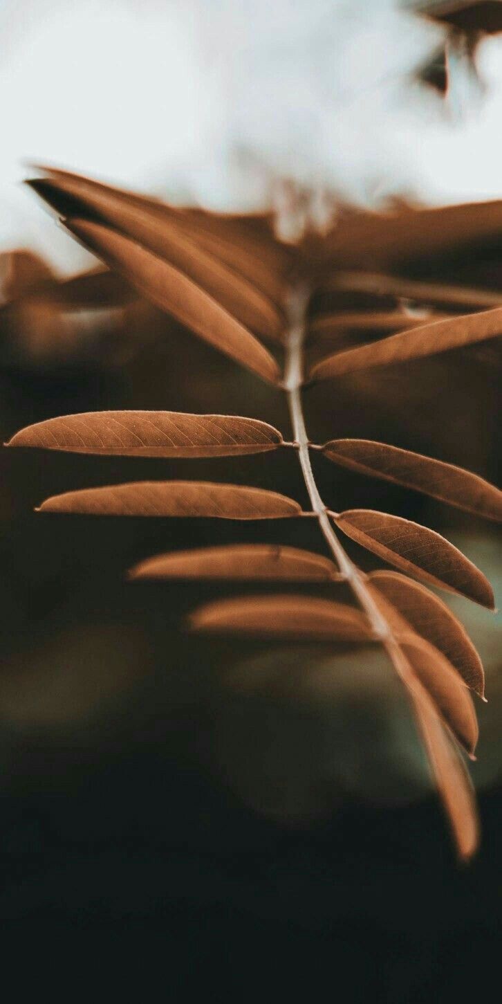 Brown Aesthetic Phone Background