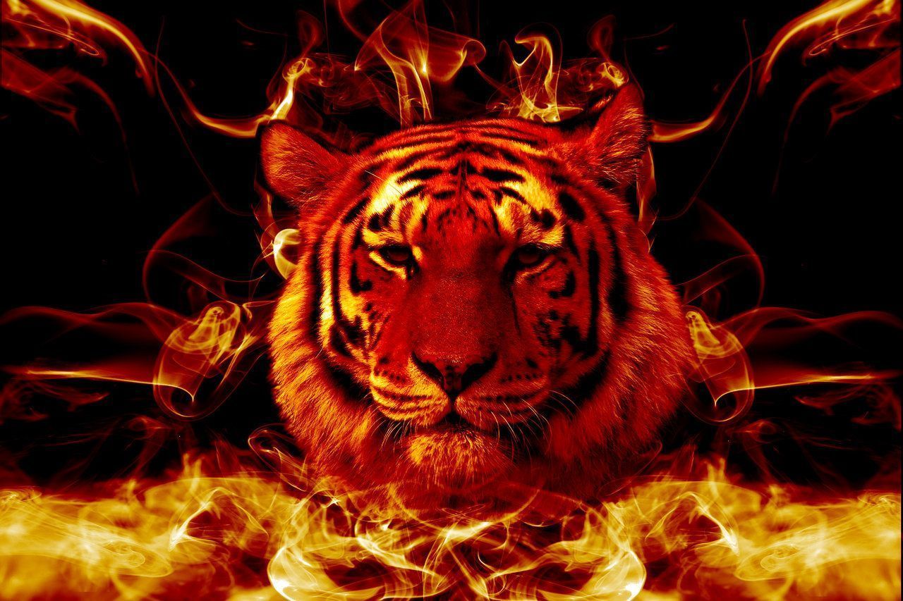 Tiger Live Wallpaper HD Wallpaper & Background Download