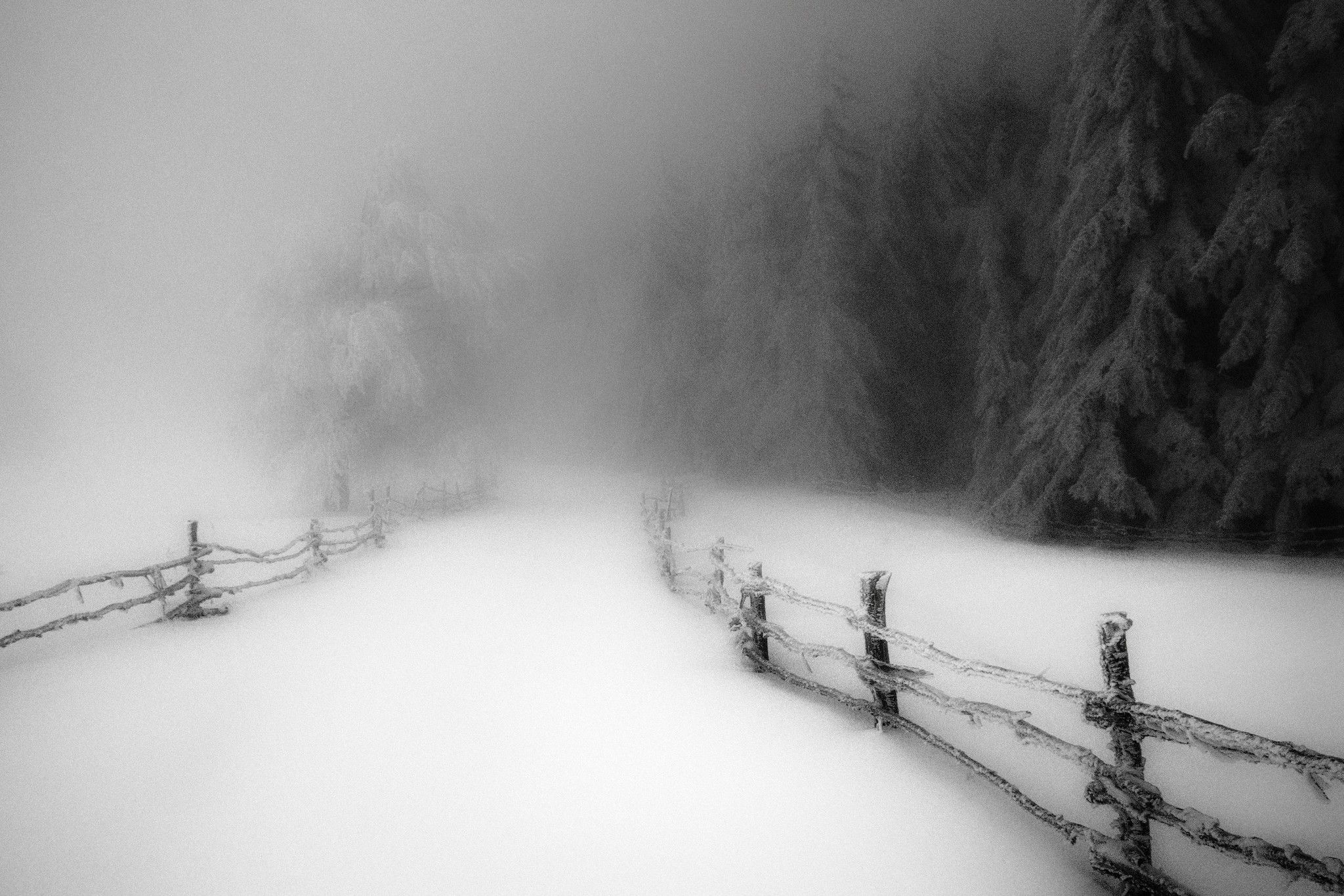 landscape nature winter morning snow forest fence cold monochrome road path trees daylight mist wallpaper