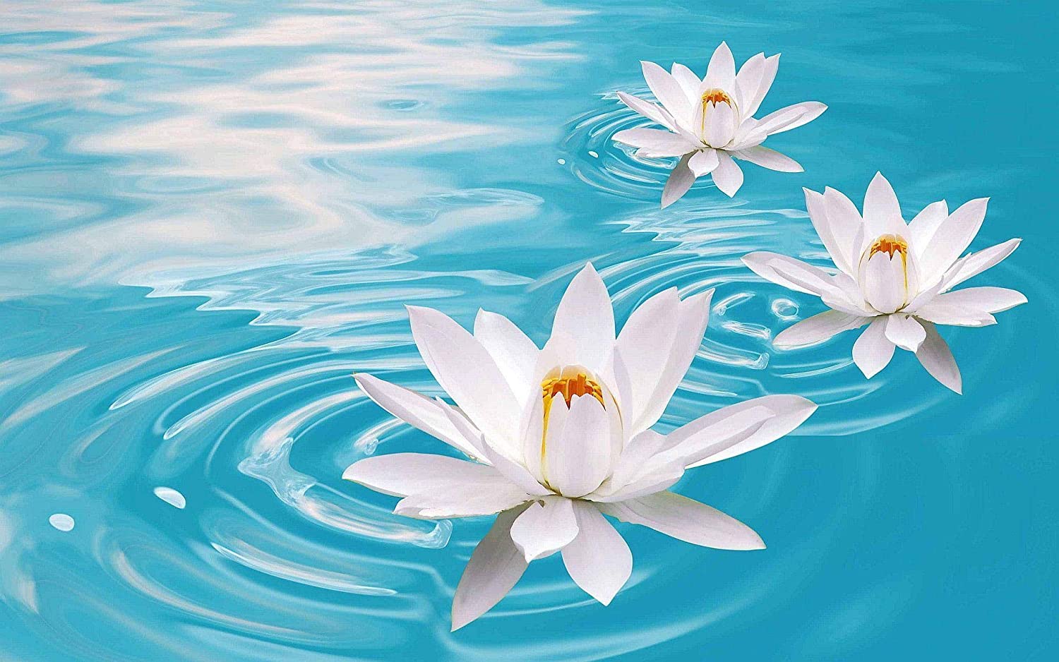 Buy Avikalp Exclusive Awi3368 White Lotus Flower Full HD Wallpaper (91cm x 60cm) Online at Low Prices in India
