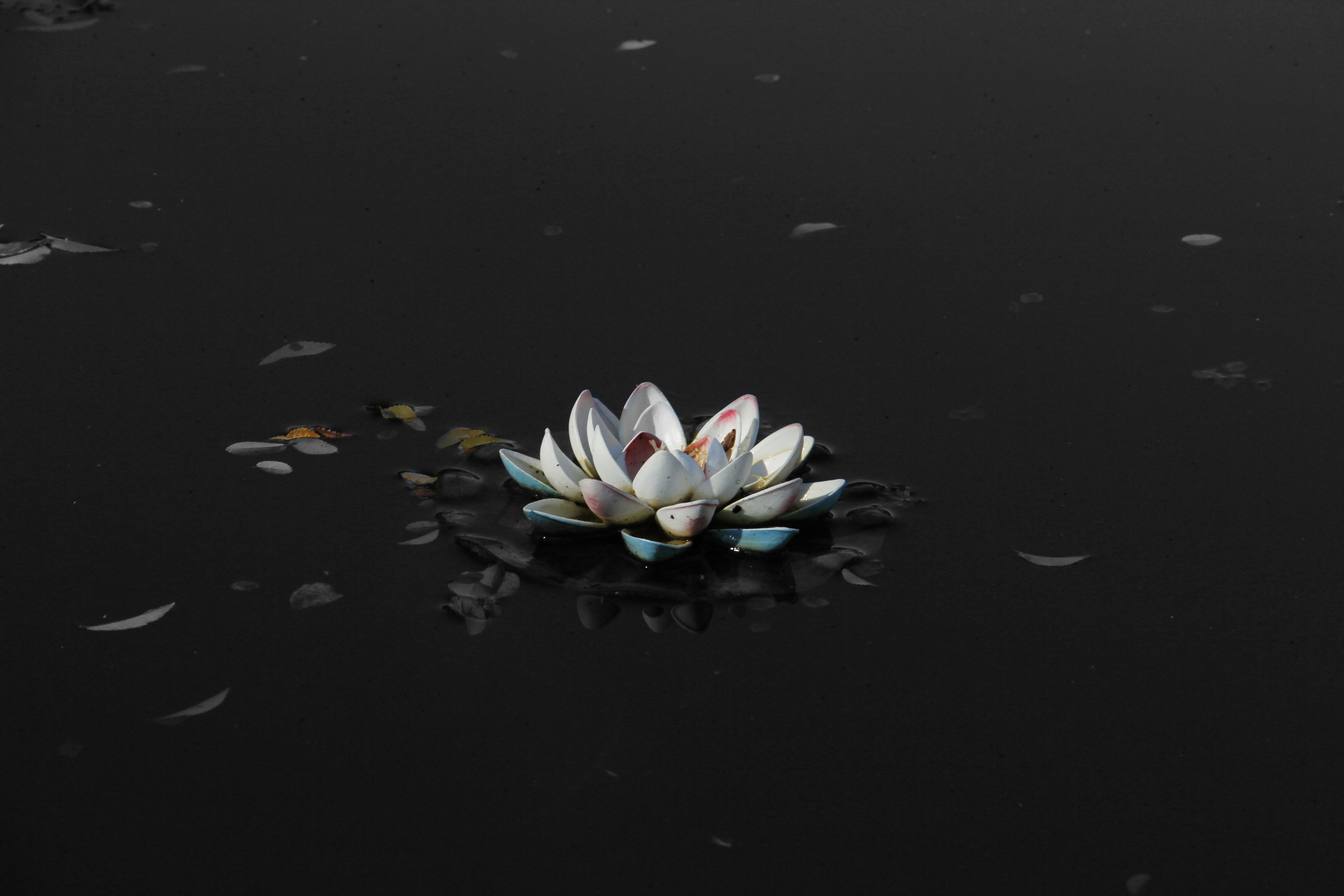 White Lotus Wallpapers - Wallpaper Cave