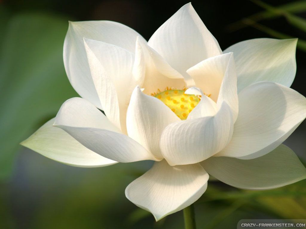 White Lotus Flower 72435 HD Wallpaper. Opengavel.com. Flor de lótus branco, Papel de parede flores, Sementes de flores