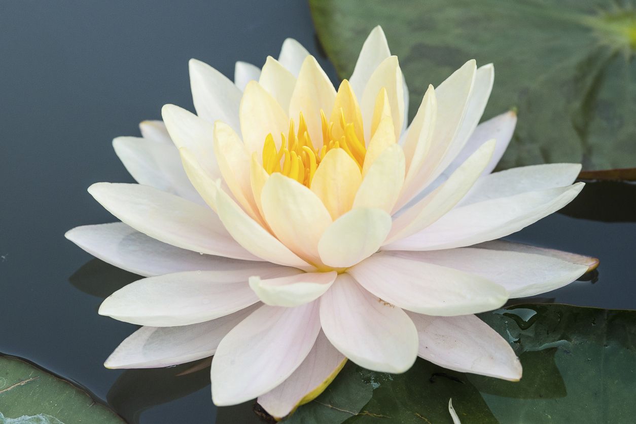 white lotus - photo #10