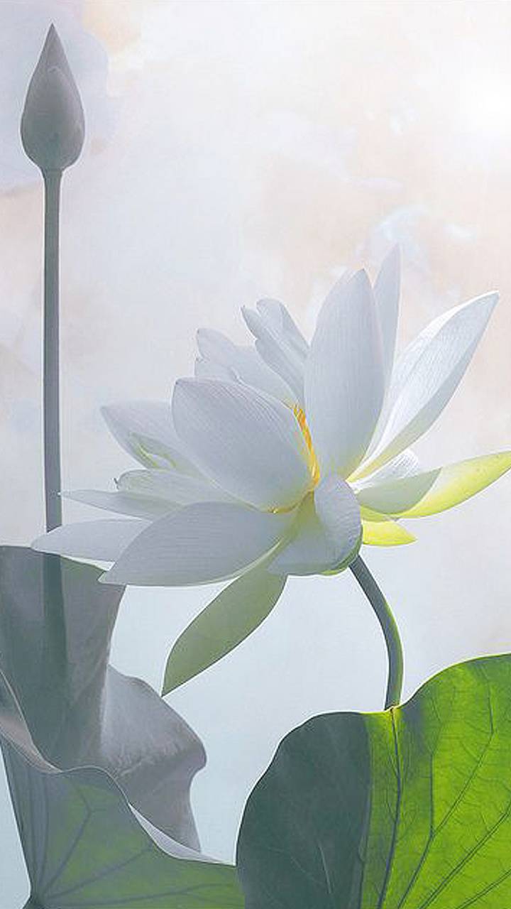 White lotus wallpaper