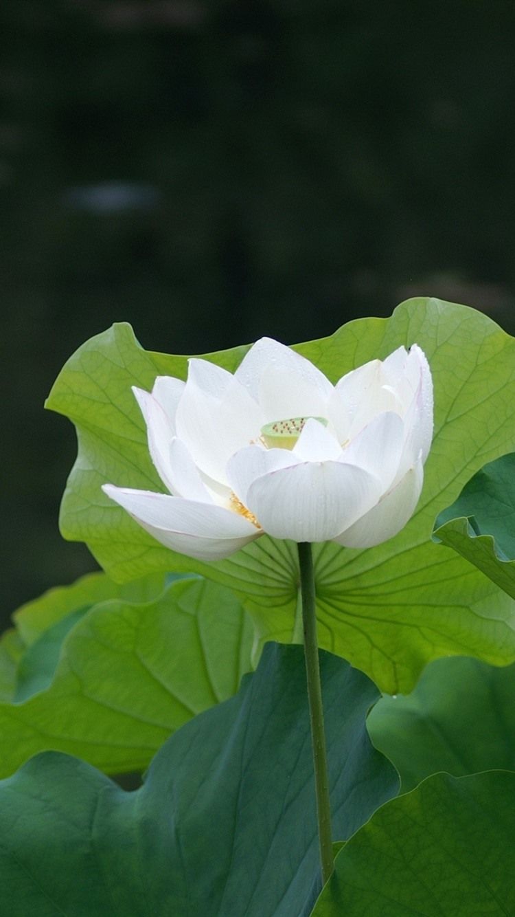 Wallpaper White lotus flower, green foliage 2560x1600 HD Picture, Image