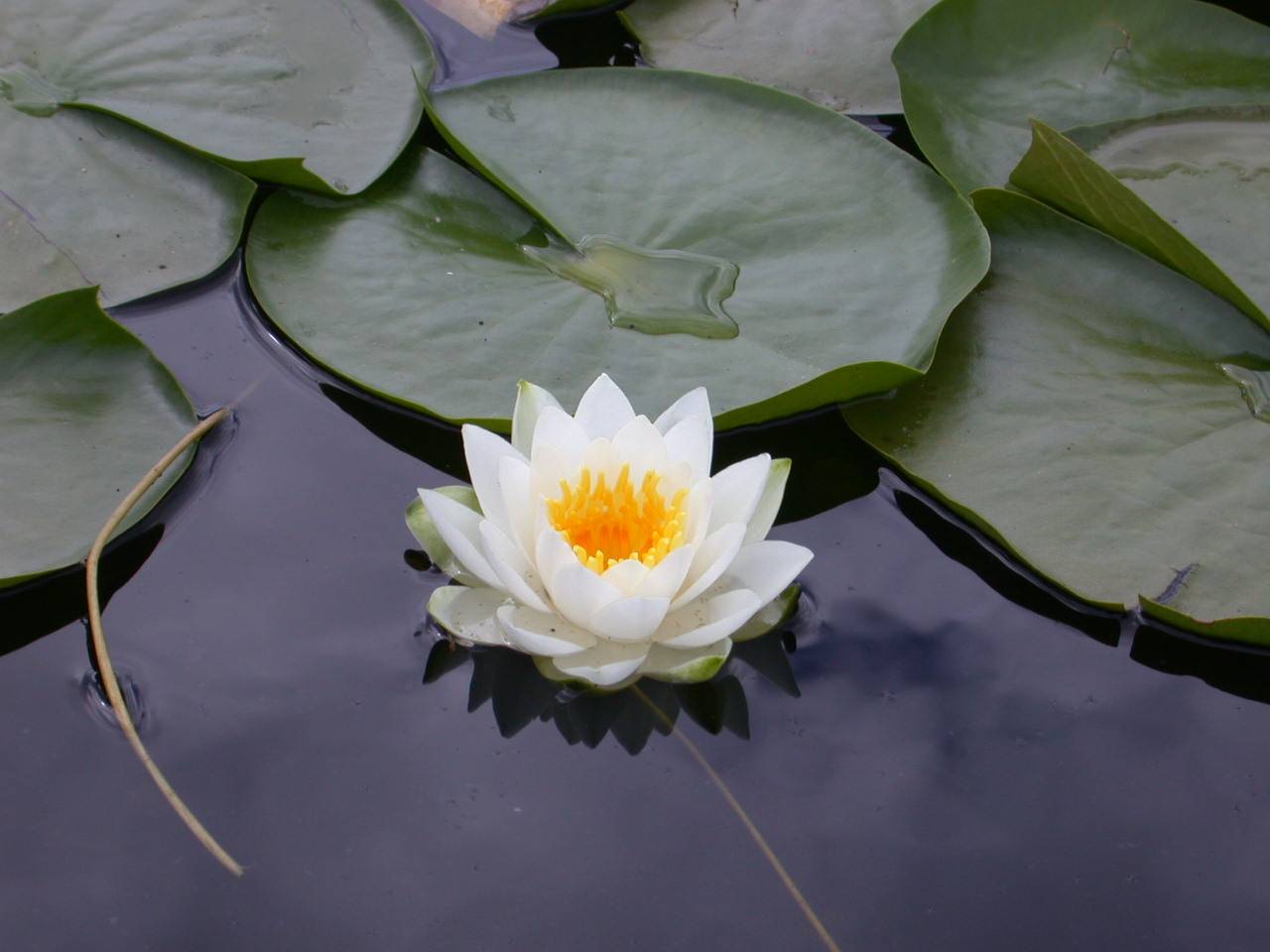 Flower HD Wallpaper, Image, PIctures, Tattoos and Desktop Background, White Lotus Flower