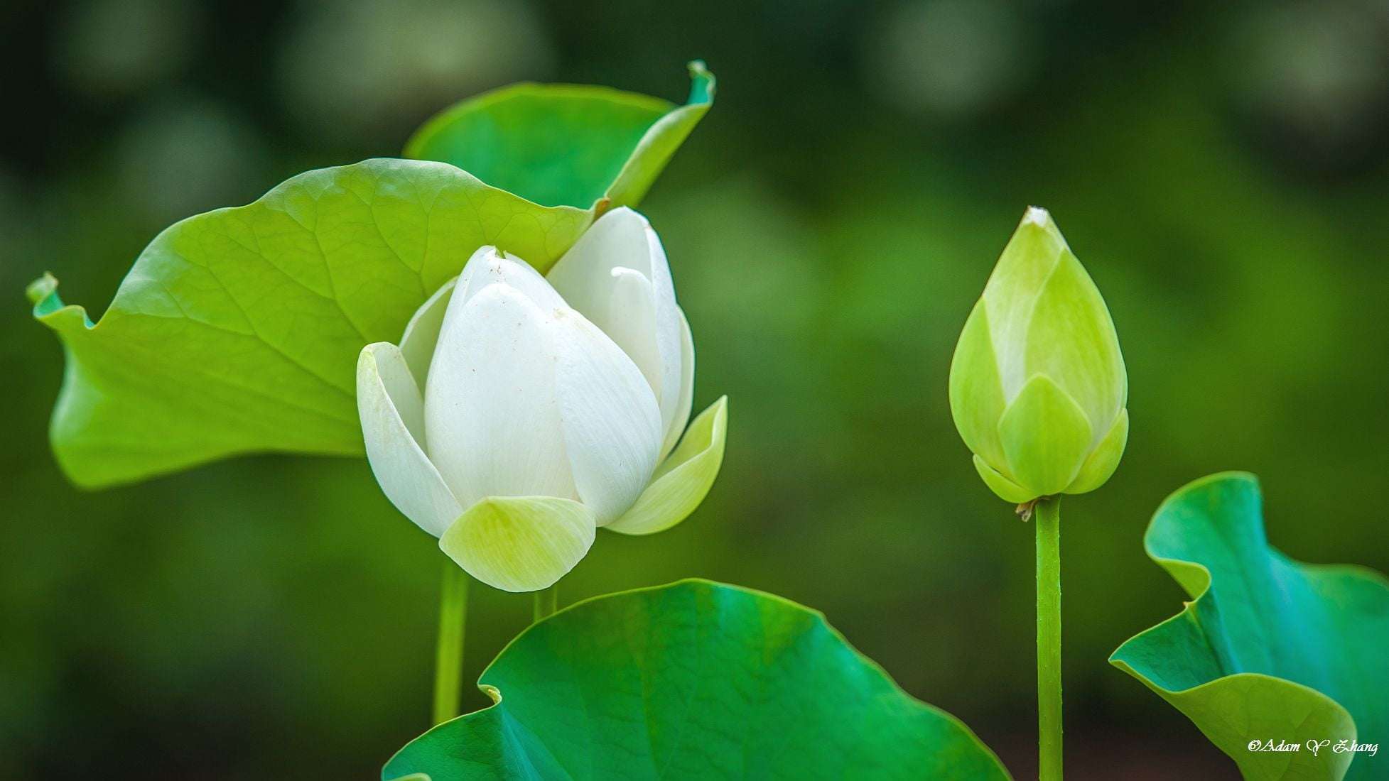 Flower Wallpaper White Lotus