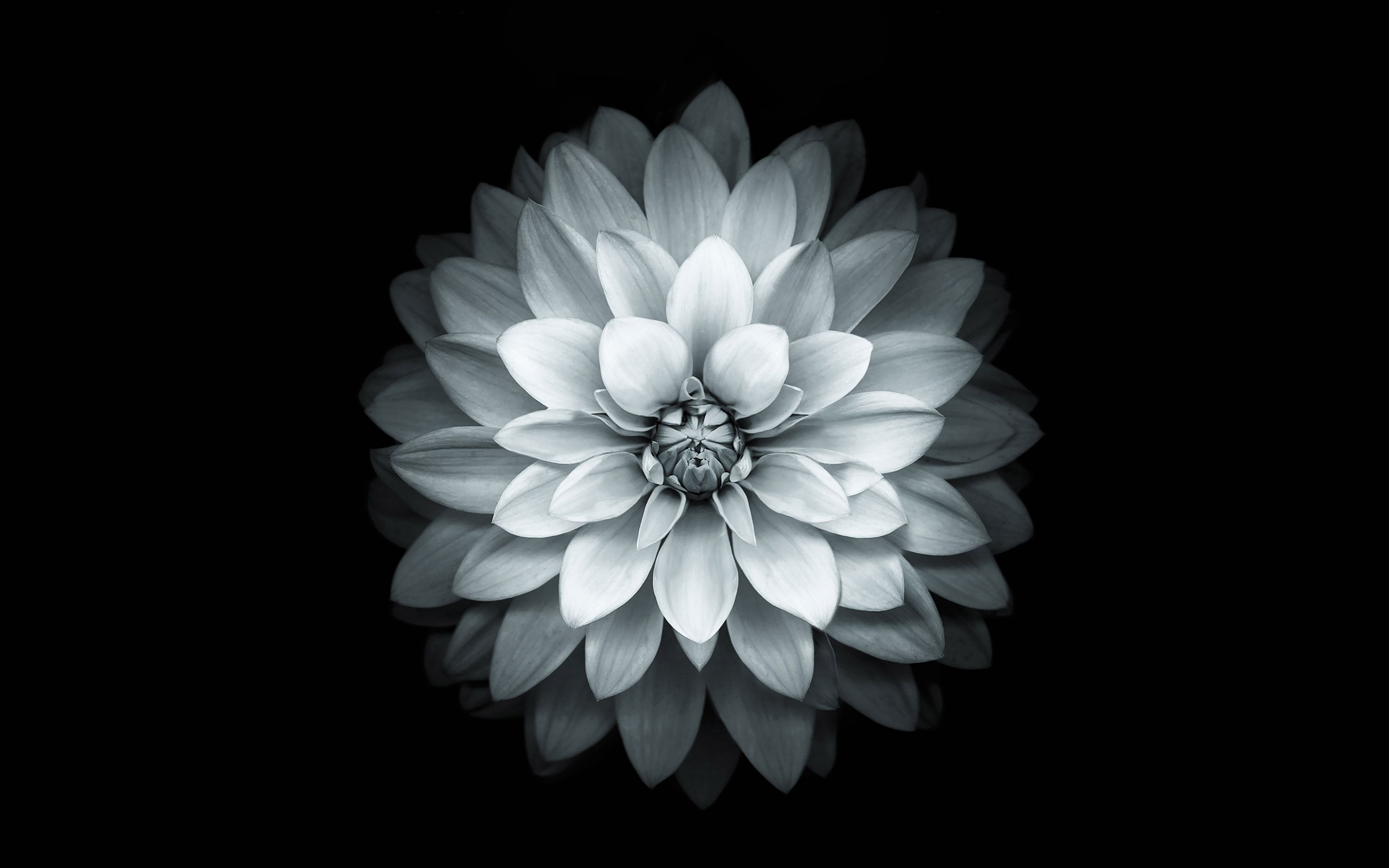 Apple White Lotus Iphone6 Plus Ios8 Flower Wallpaper
