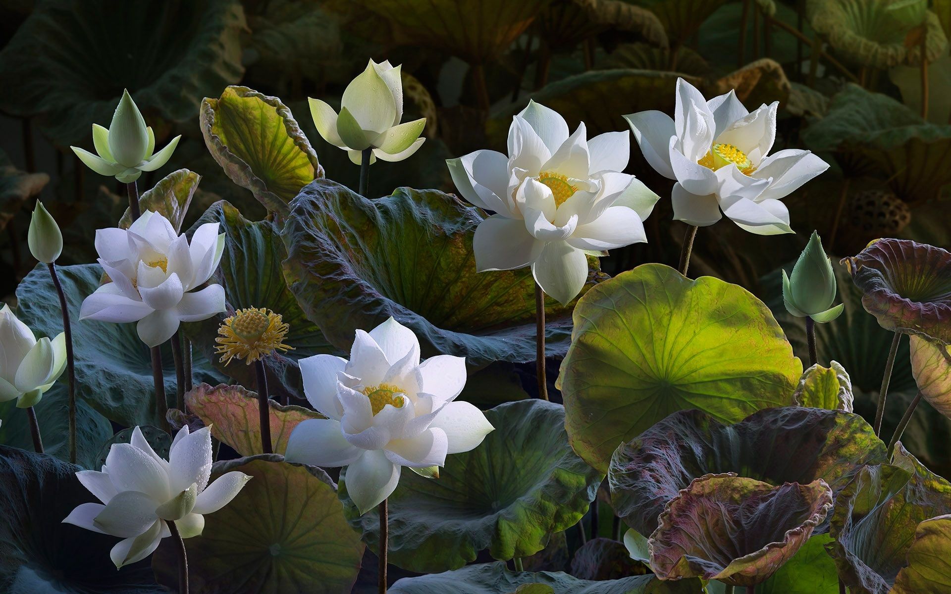 white lotus - photo #21
