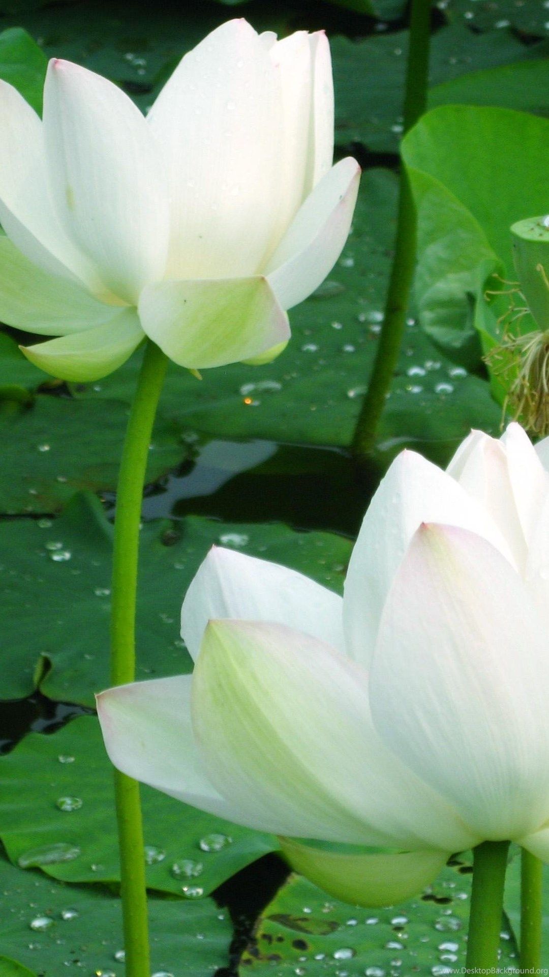 Beautiful In White Lotus Wallpaper_other_health Questions, picture. Desktop Background