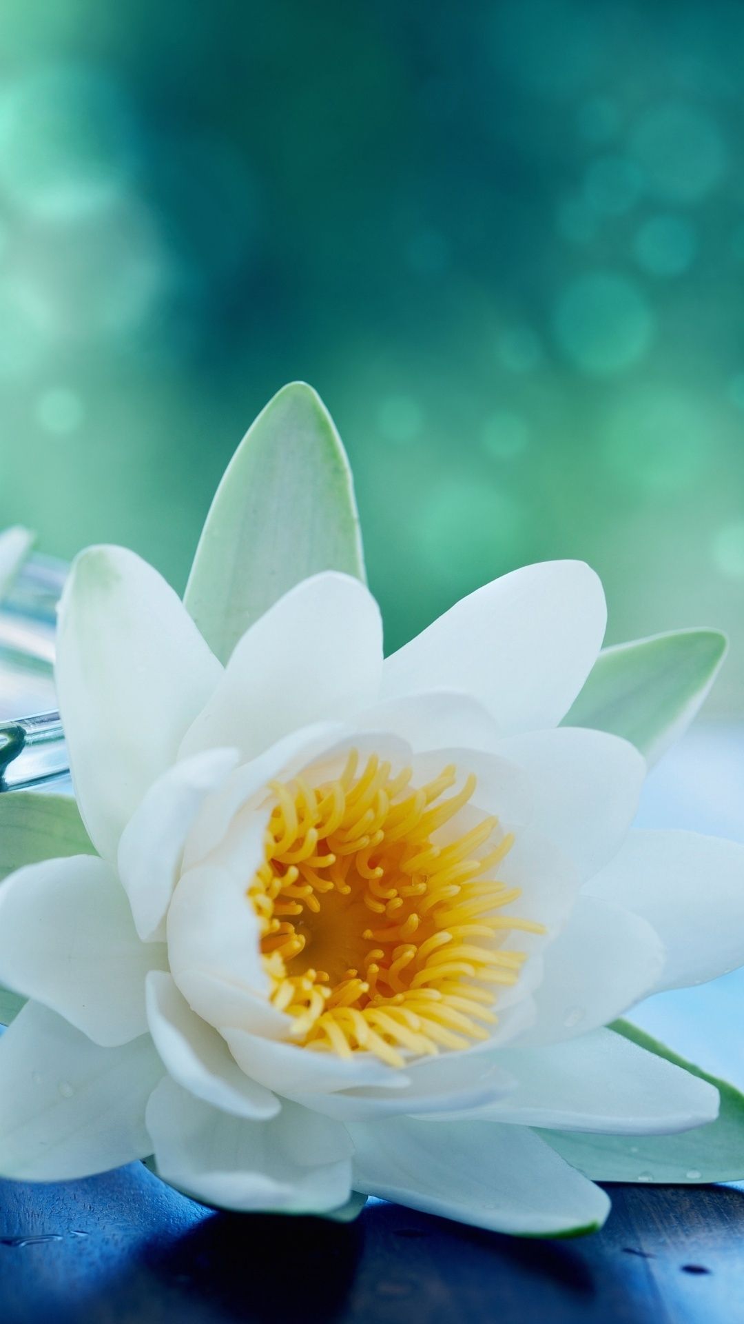 Android Best Wallpaper: White Lotus Flower Android Best Wallpaper