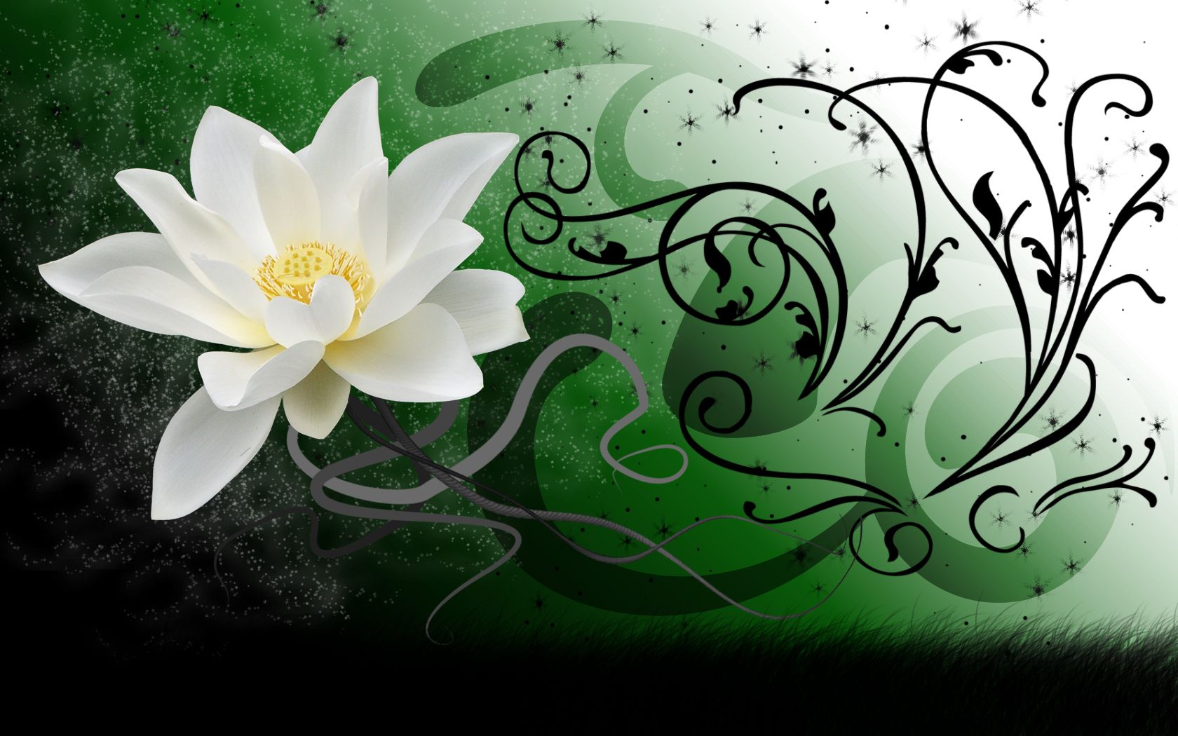 White lotus wallpaper