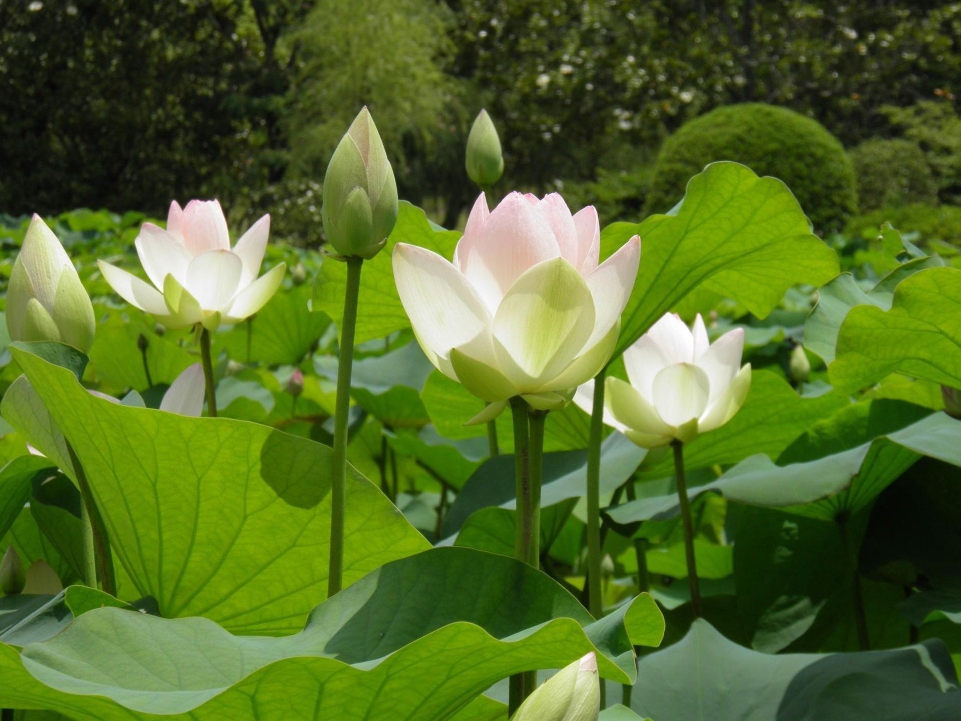 Wallpaper White lotus, green leaves 1920x1440 HD Picture, Image