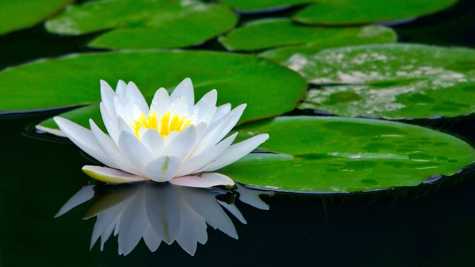 White Lotus Flower Photo HD Wallpaper