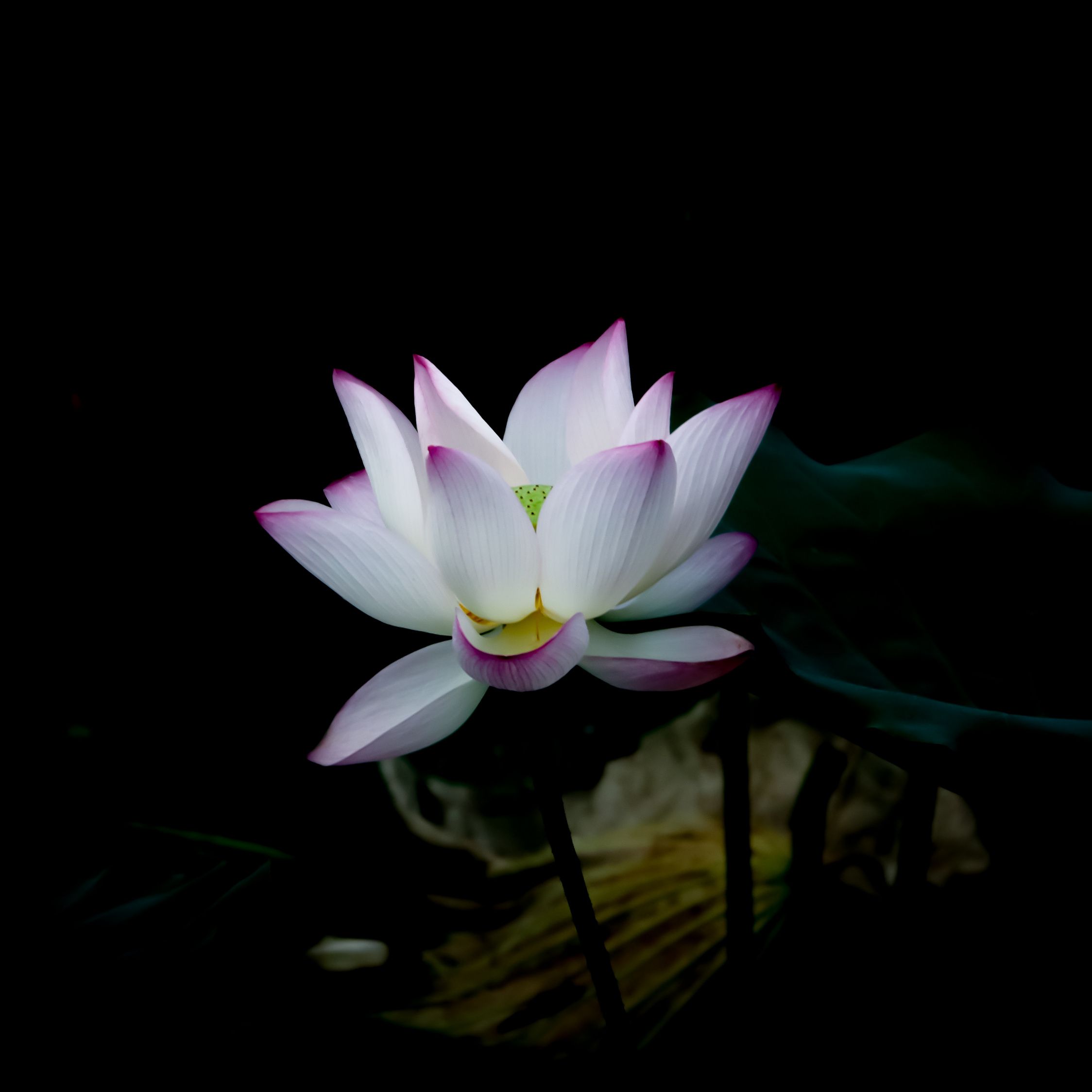 Download White lotus, dark, bloom wallpaper, 2248x iPad Air, iPad Air iPad iPad iPad mini iPad mini 3