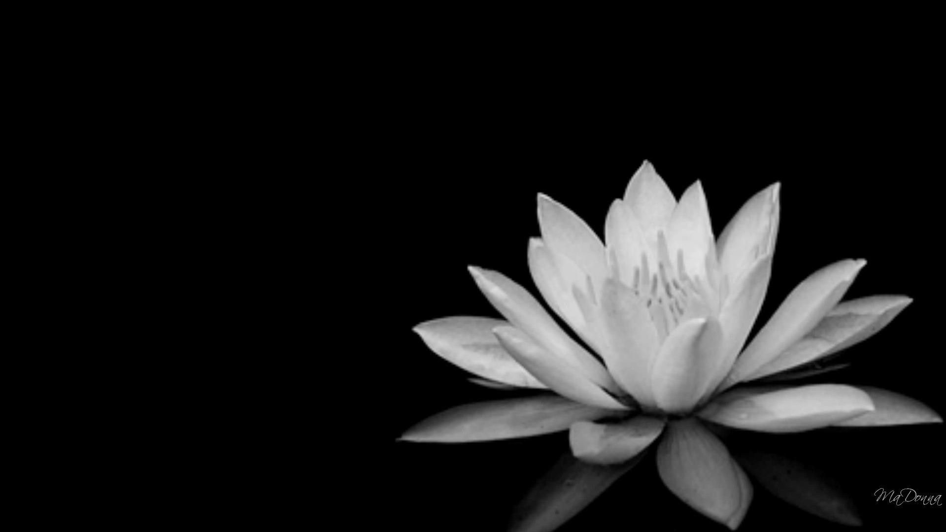 Black And White Flowers Background Black And White And White Lotus