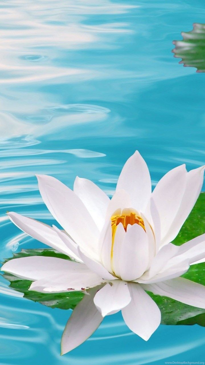 White Lotus Flower Wallpaper Desktop Background