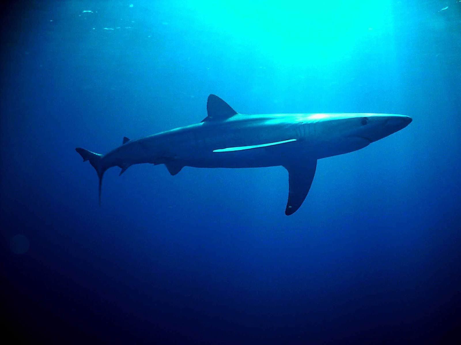 Blue Shark. Blue shark, Shark art, Megalodon shark