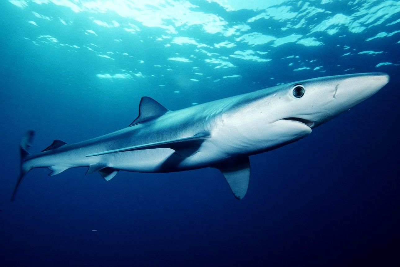 Blue shark photo and wallpaper. Nice Blue shark picture