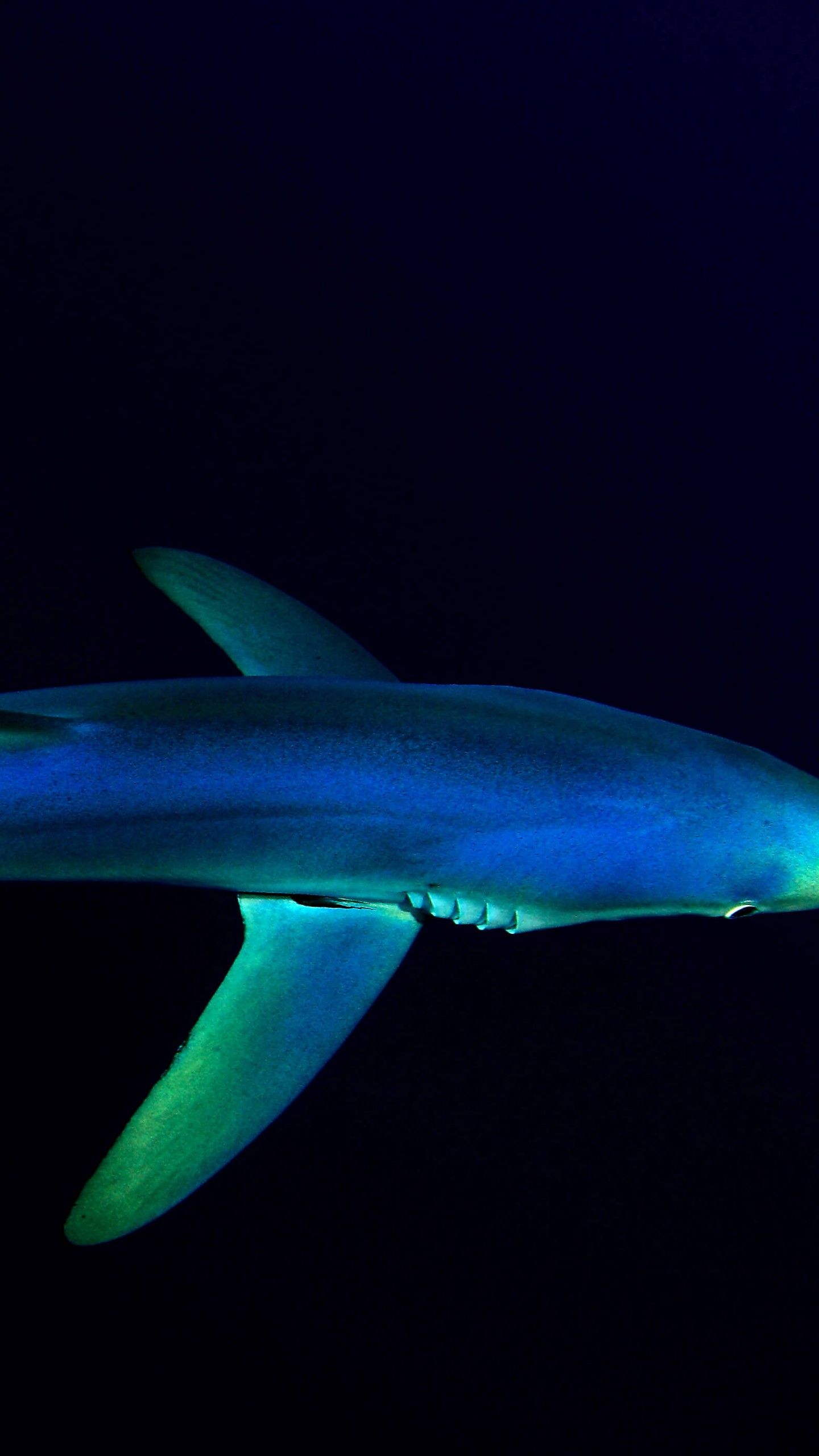 Blue Shark 4K Wallpaper, Underwater, Atlantic Ocean, Deep Sea, Dark background, 5K, Animals