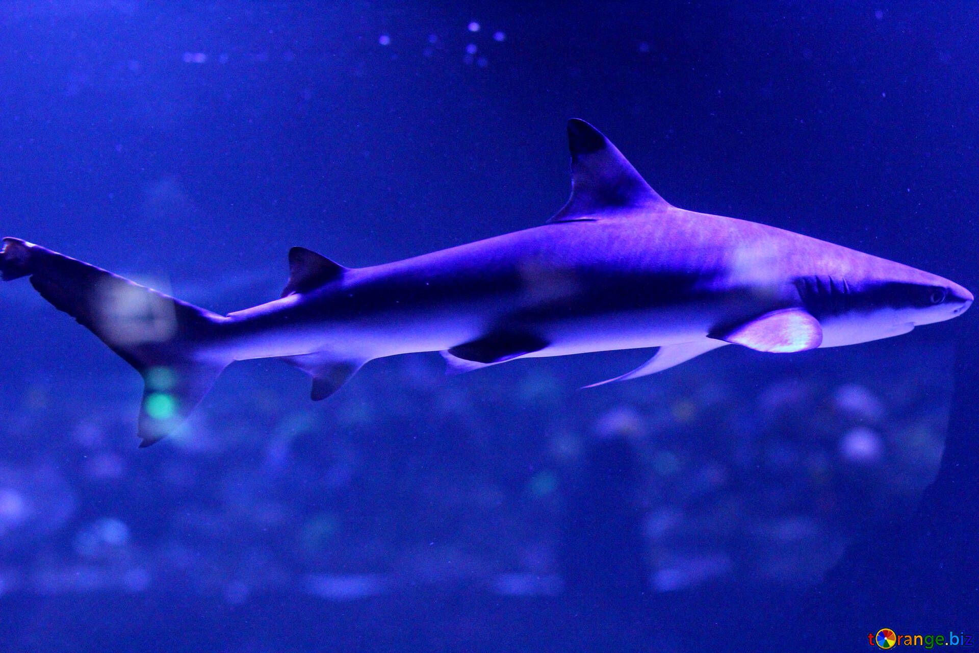 Aquarium fish blue shark fish № 53834