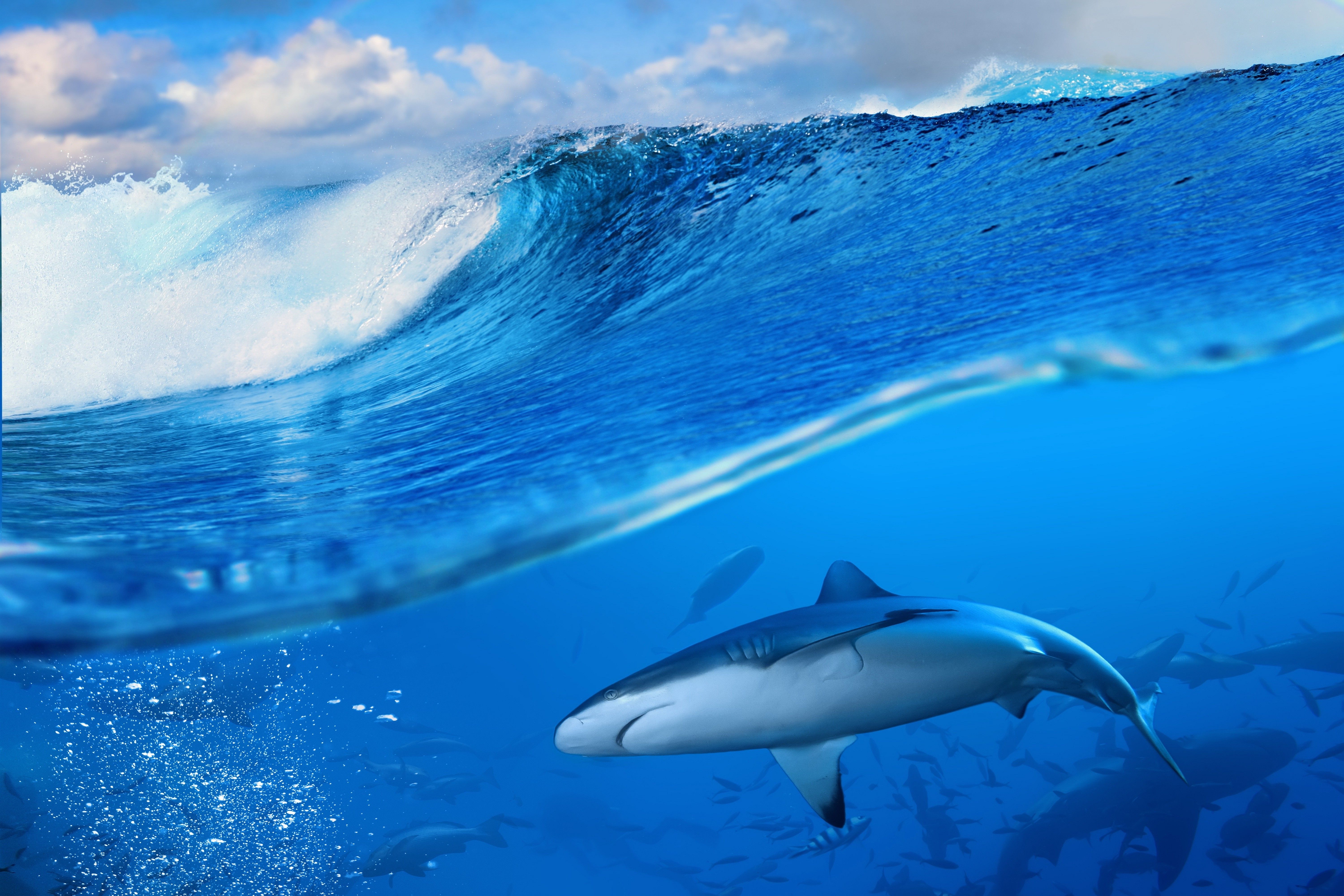 sea waves shark Wallpaper HD / Desktop and Mobile Background