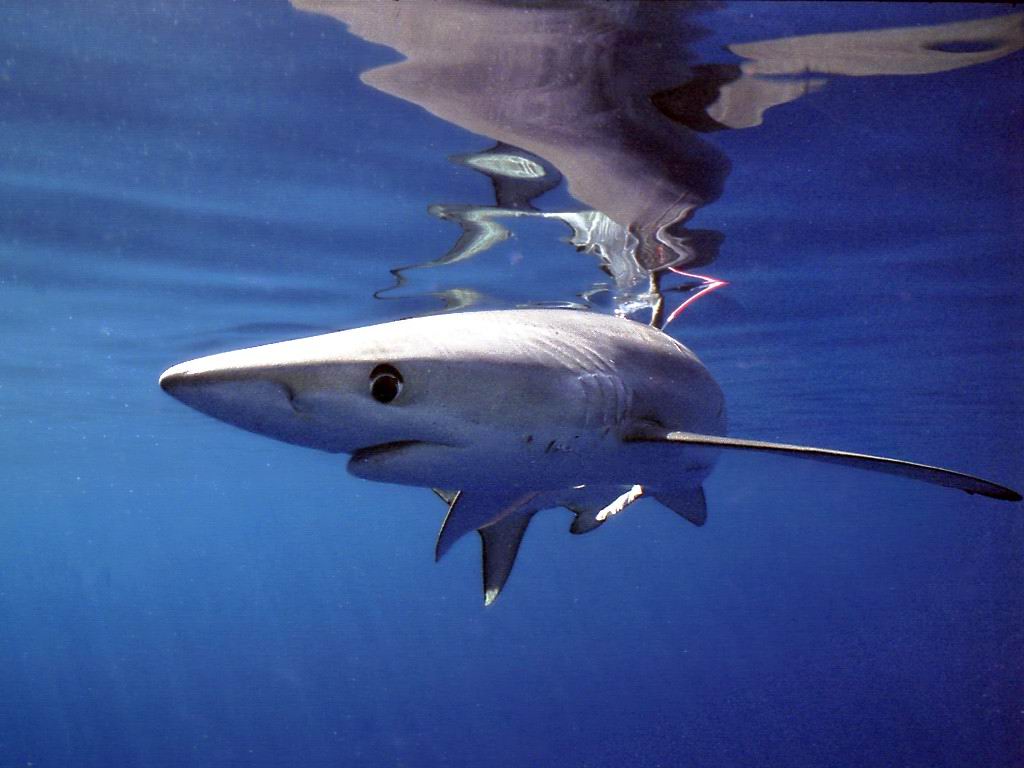 Interesting Thresher shark photo and wallpaper. Cute Interesting Thresher shark picture