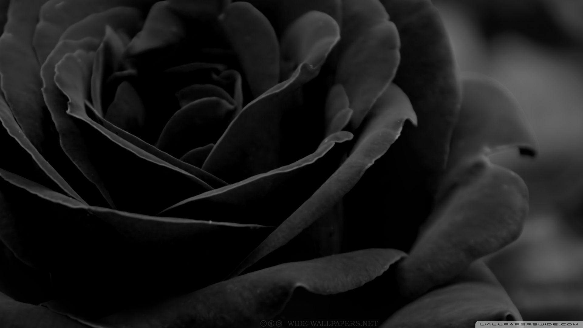 Black Rose HD desktop wallpaper, Widescreen, High Definition