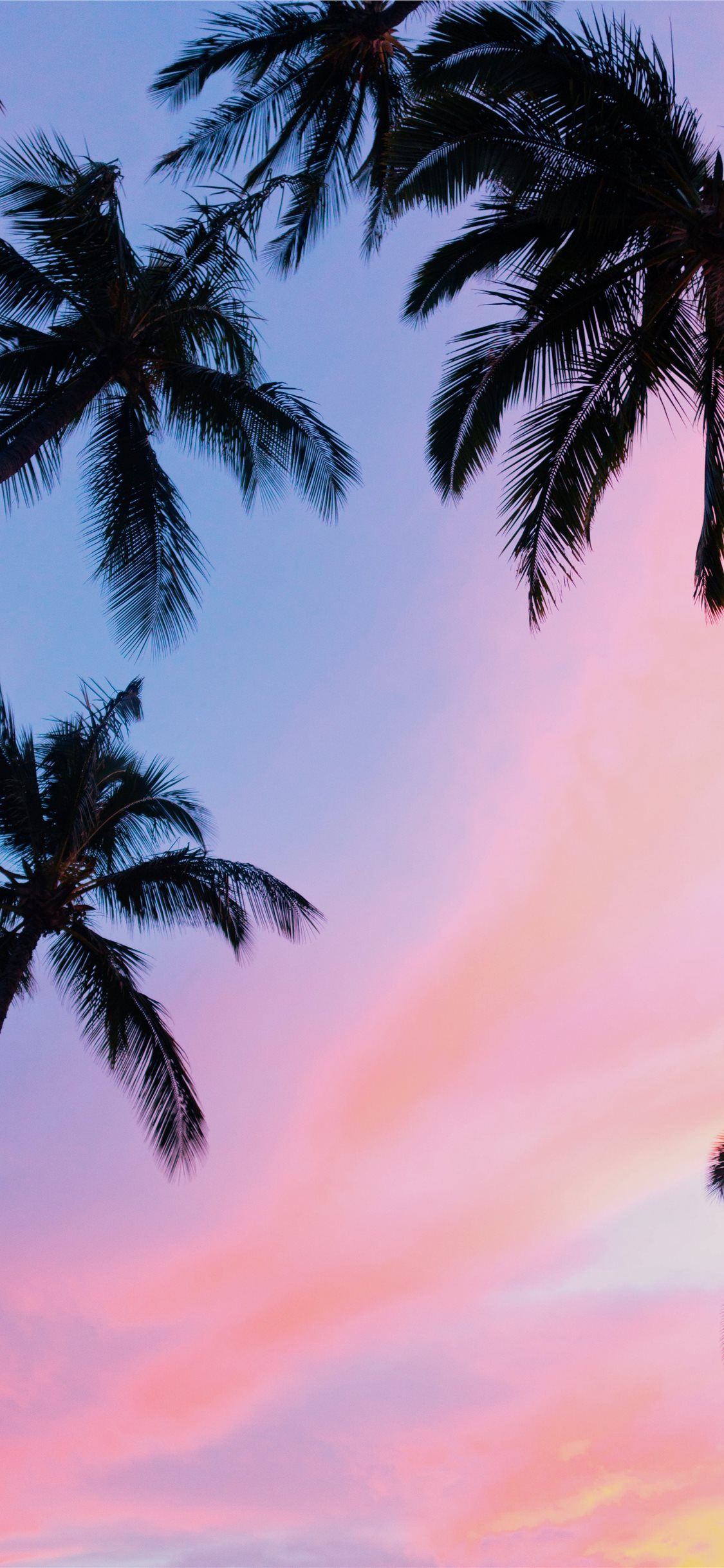 Best Palm tree iPhone X Wallpaper HD [2020]