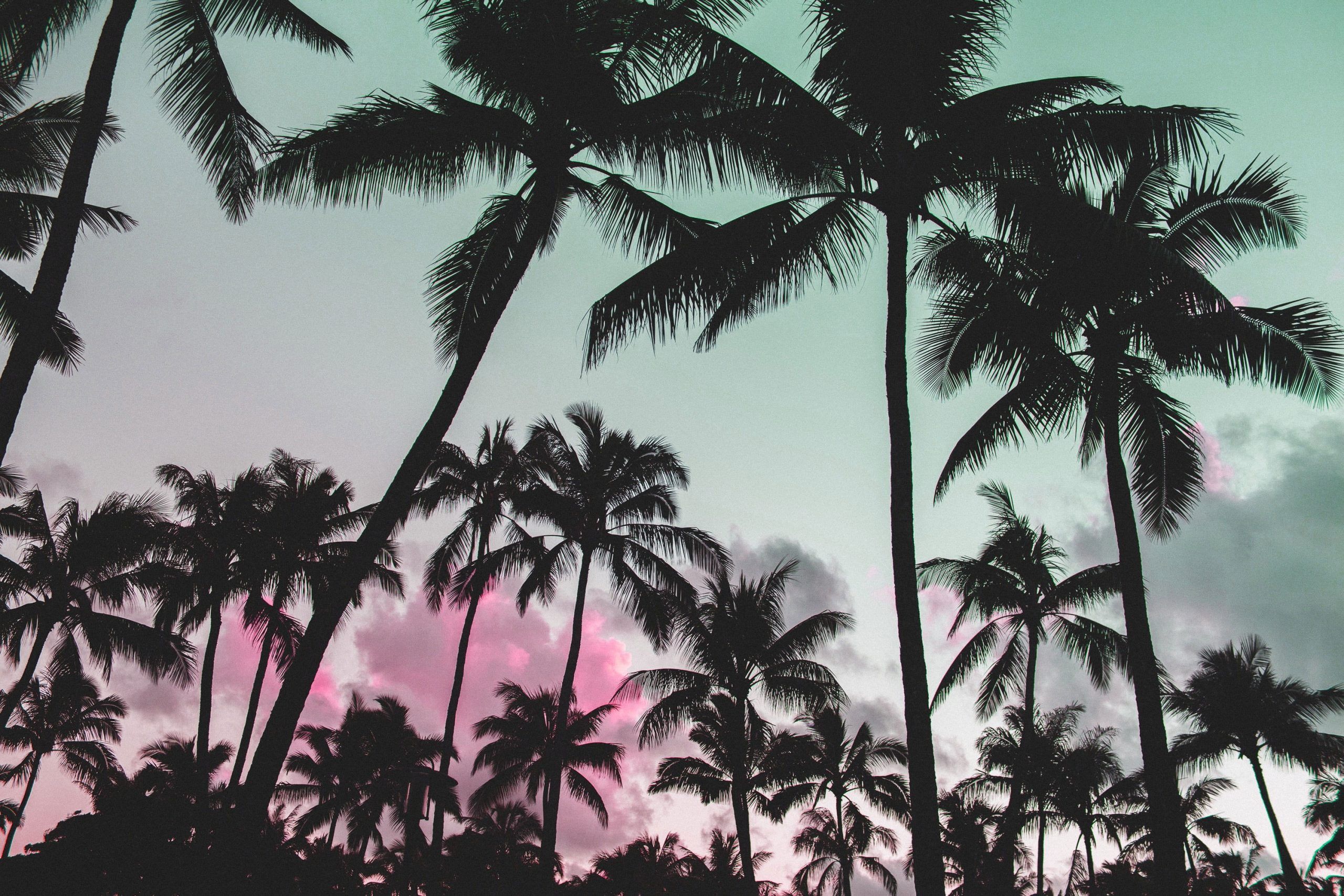 Glitch art wallpaper, nature, vaporwave, palm trees, pink, silhouette • Wallpaper For You HD Wallpaper For Desktop & Mobile