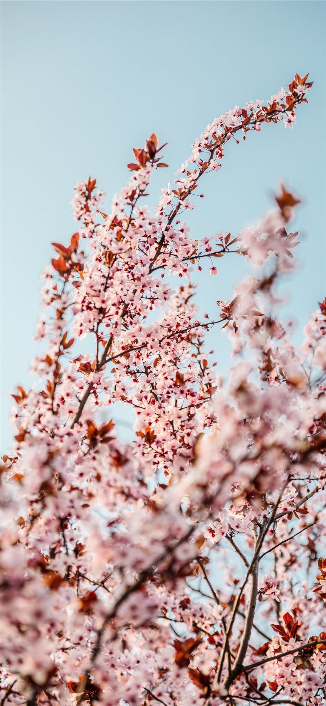 white cherry blossom tree during daytime iPhone X Wallpaper Free Download