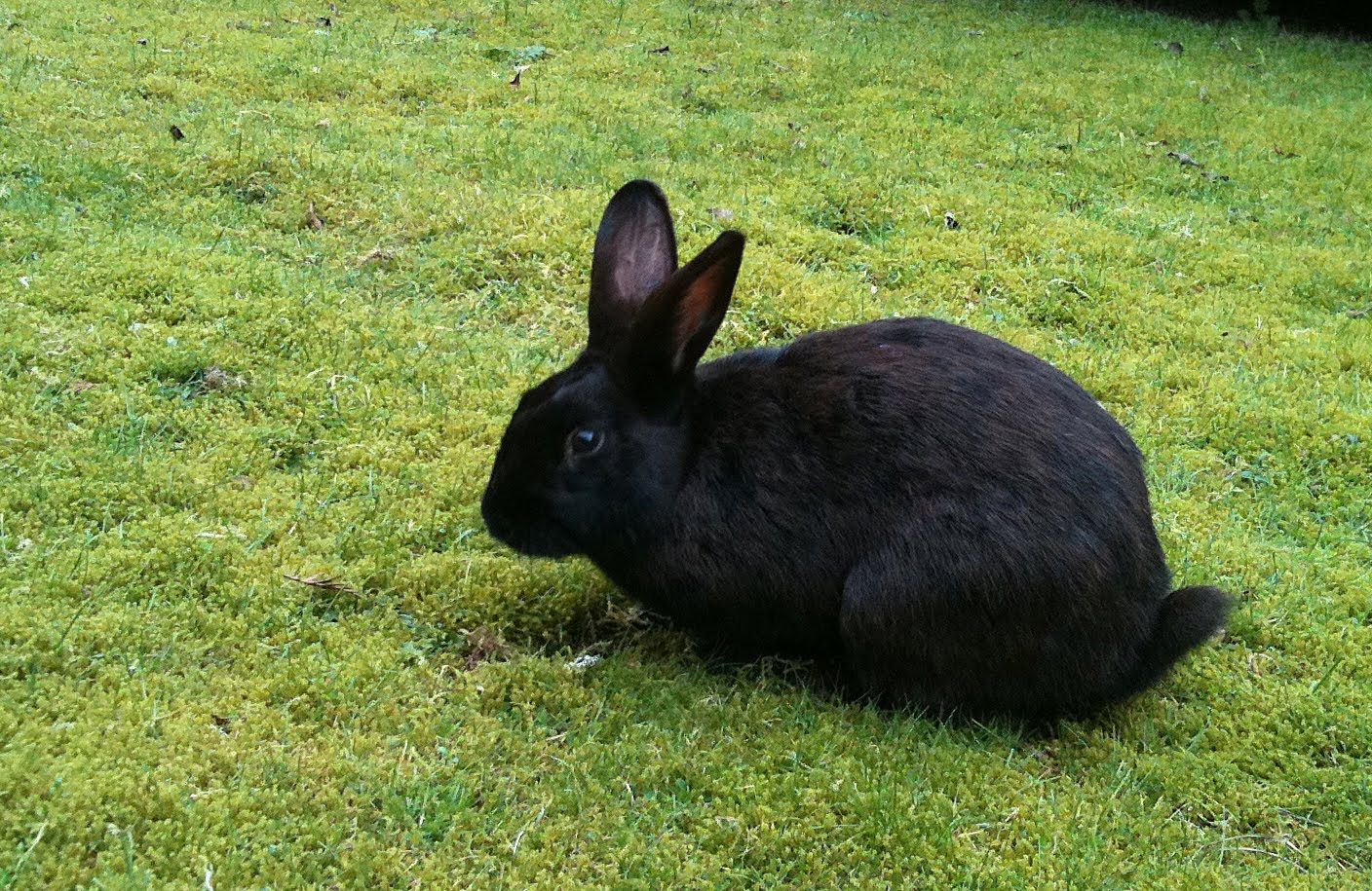 Black Rabbit at work! How cute is that!!!!! No carrot today bunny stick around tomorrow!. Animals, Rabbit, Rabbit picture