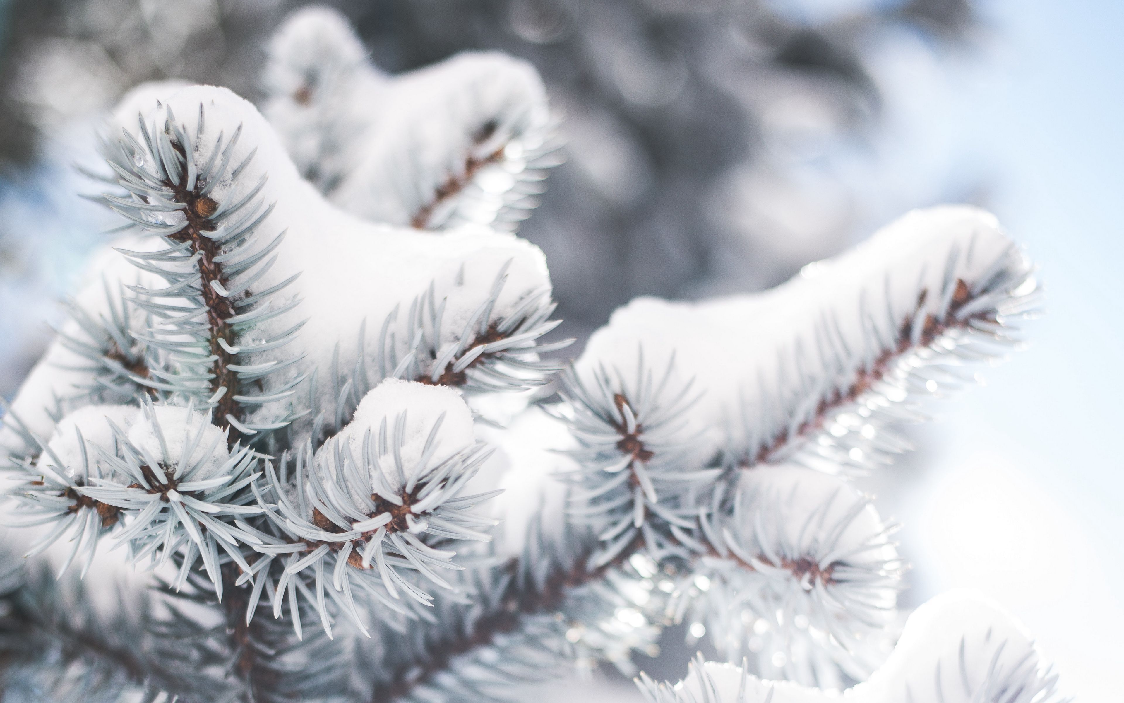 Download wallpaper 3840x2400 branch, needles, snow, winter, blur 4k ultra HD 16:10 HD background