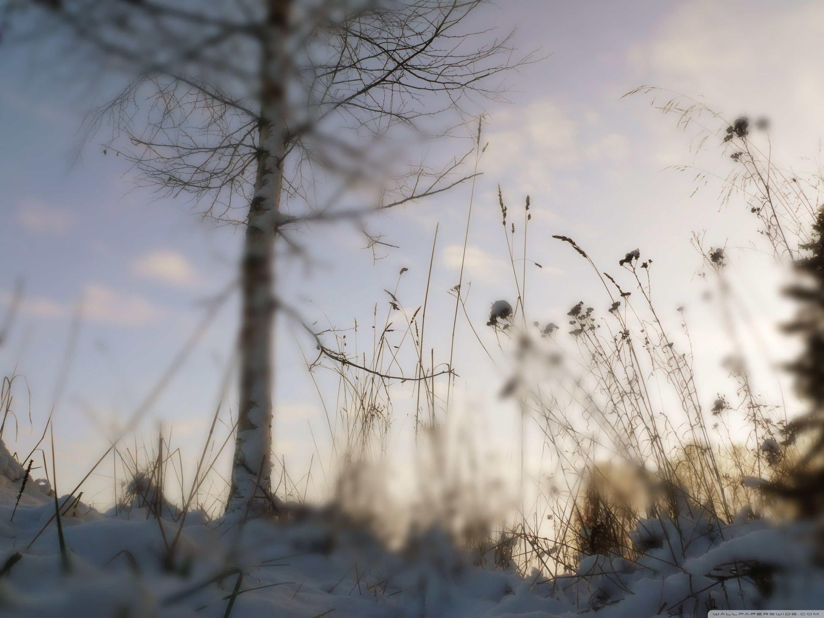 Winter Blur Ultra HD Desktop Background Wallpaper for 4K UHD TV, Widescreen & UltraWide Desktop & Laptop