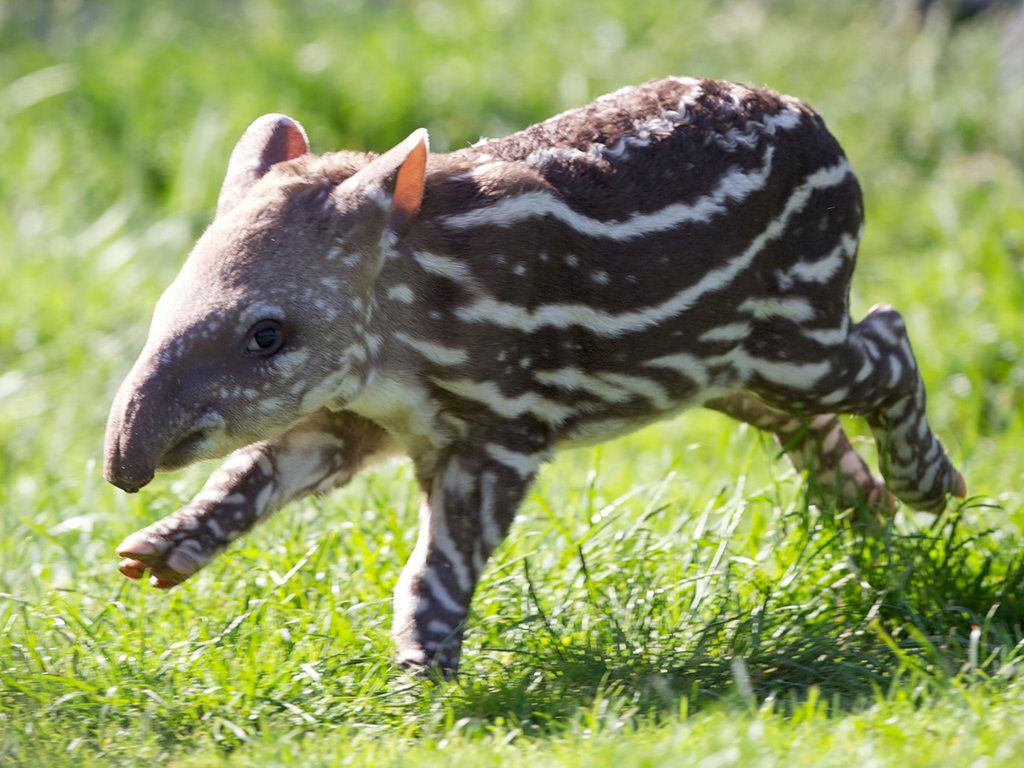 Tapir HD Wallpaperwallpaper.net