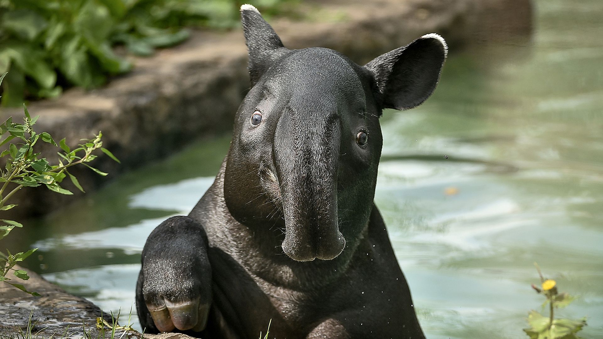 malayan tapir, Animals, Tapir Wallpaper HD / Desktop and Mobile Background