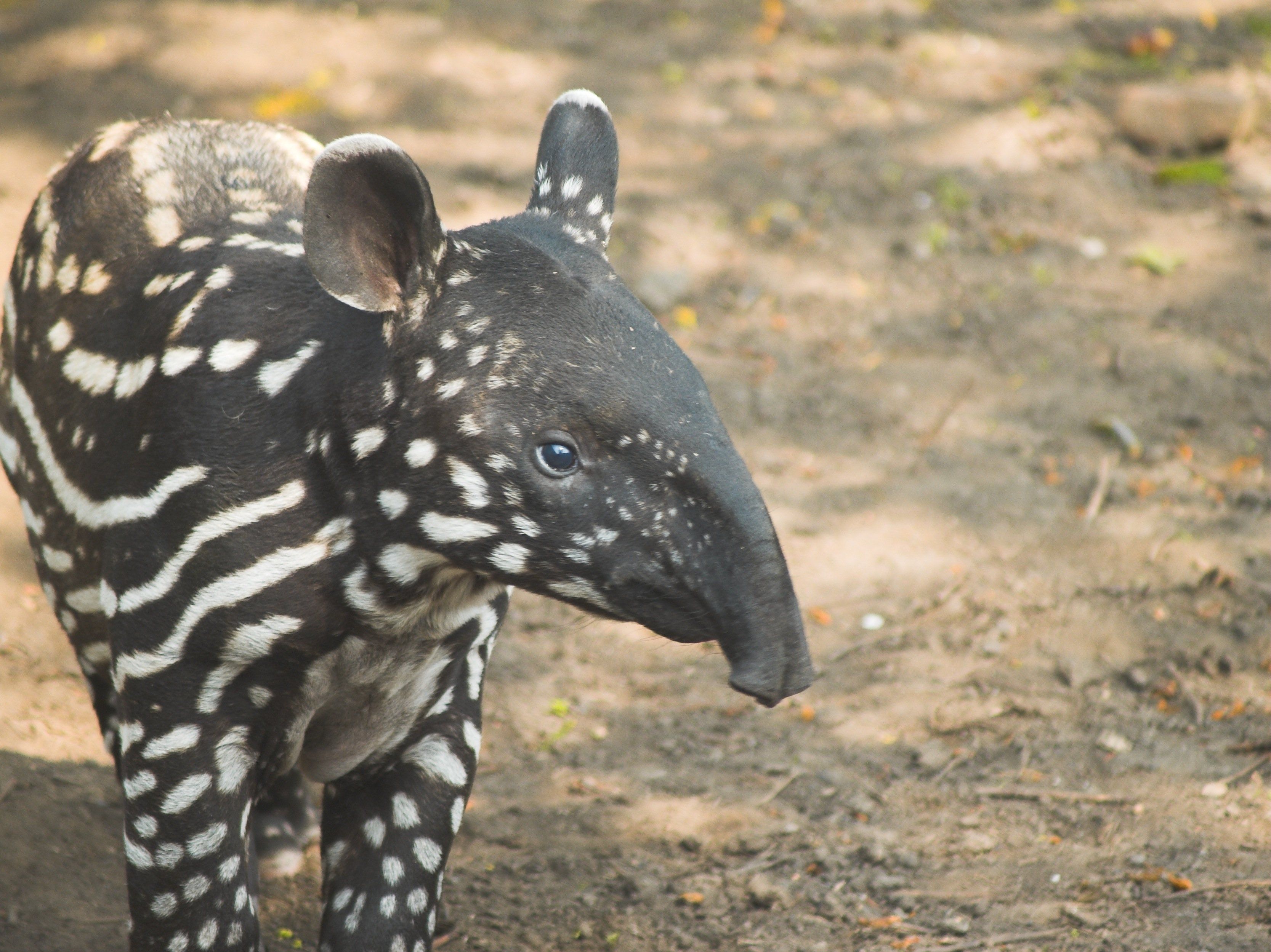 Tapir Wallpaper 3335×2499