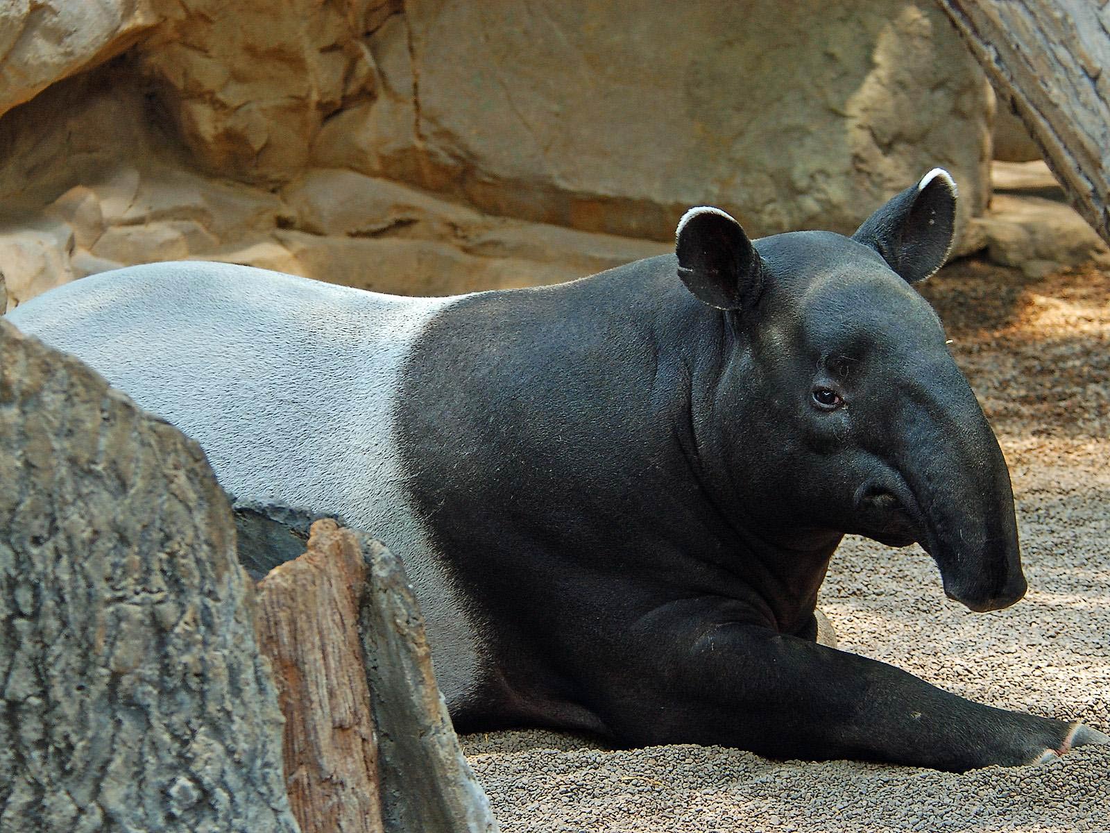 Free Tapir Wallpaper