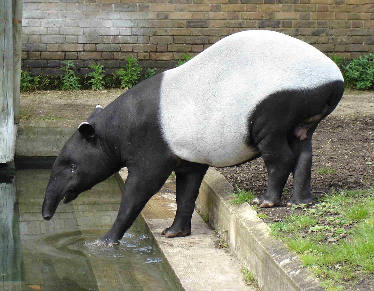 Tapir wallpaper, Animal, HQ Tapir pictureK Wallpaper 2019