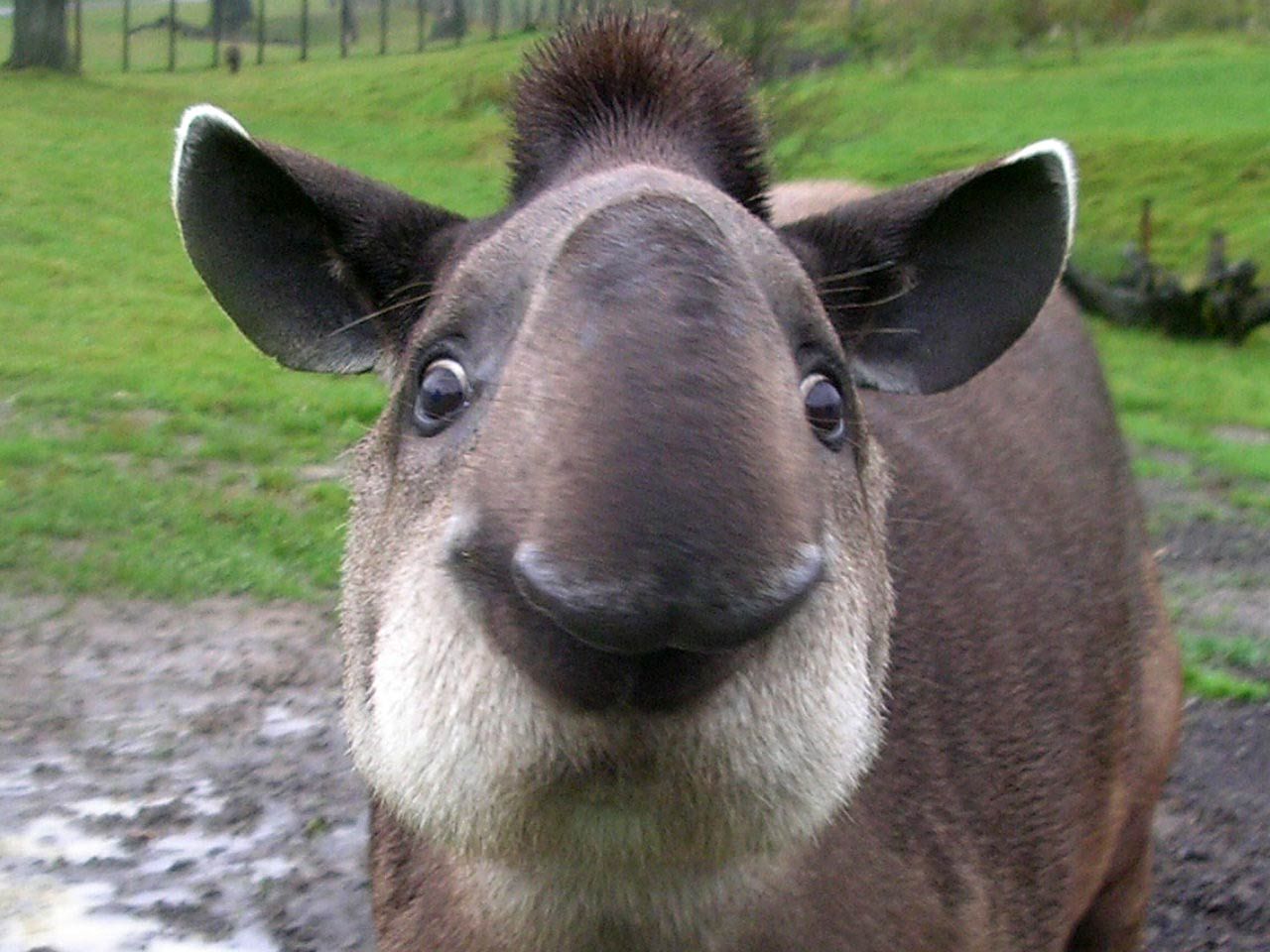 Tapir Wallpaper Town. Tapir, Animal companions, Funny animals